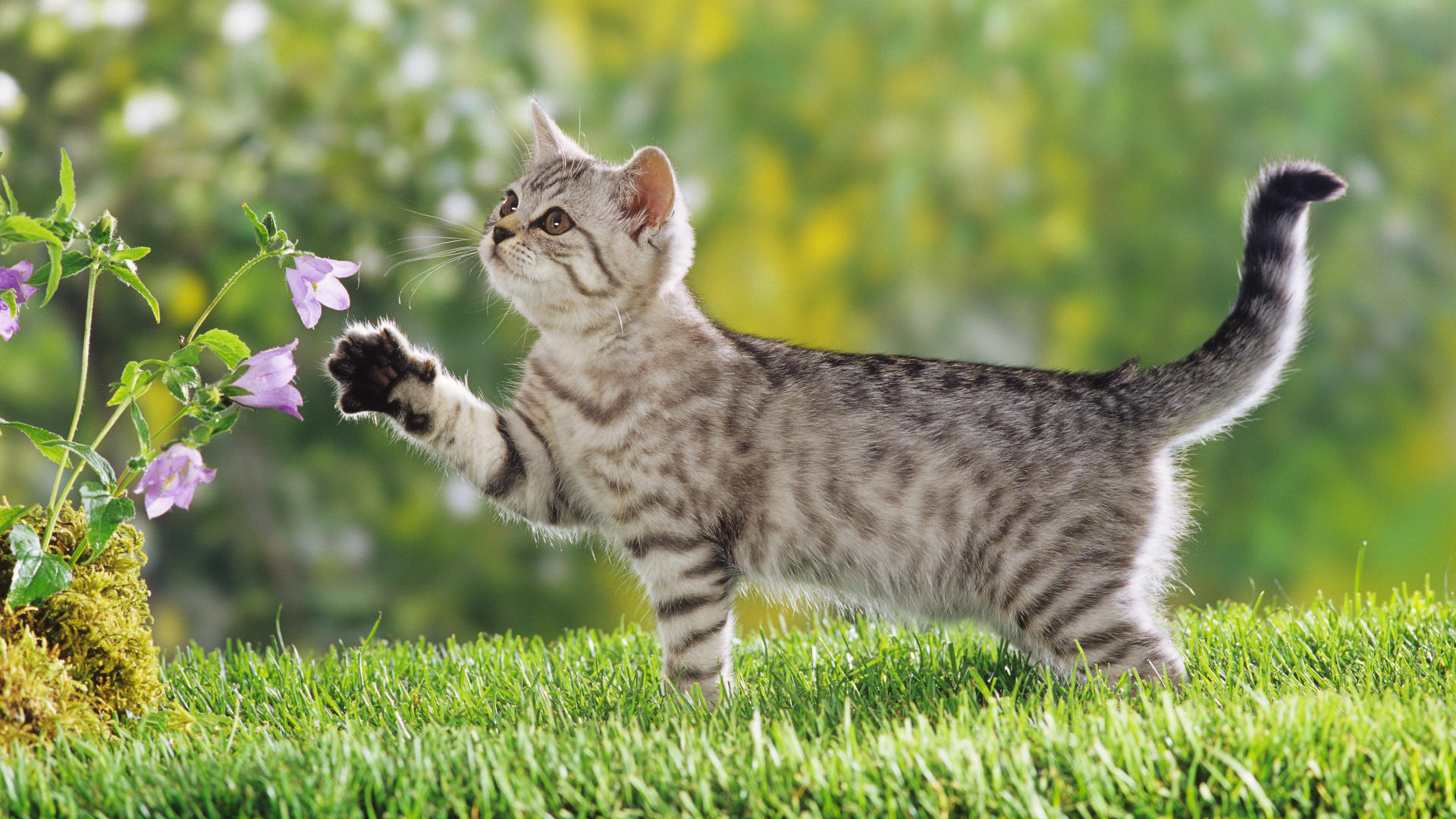 desktop hd download images of cats