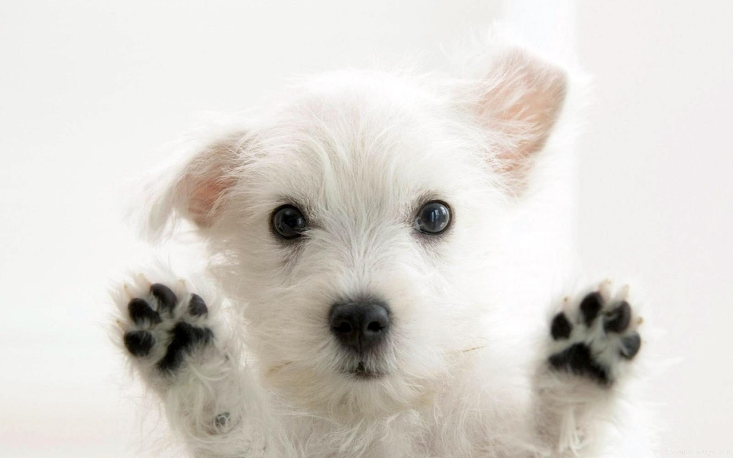 desktop hd download images of dogs