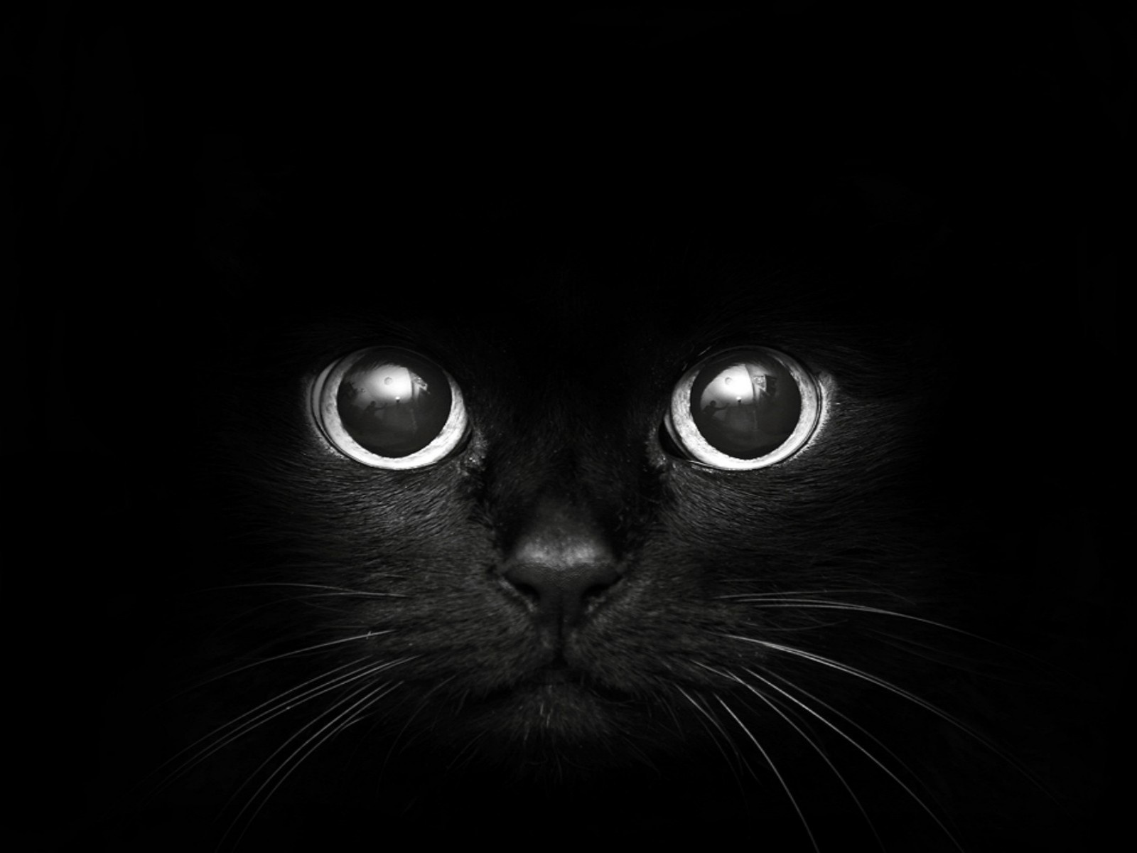 desktop hd download pics of cats