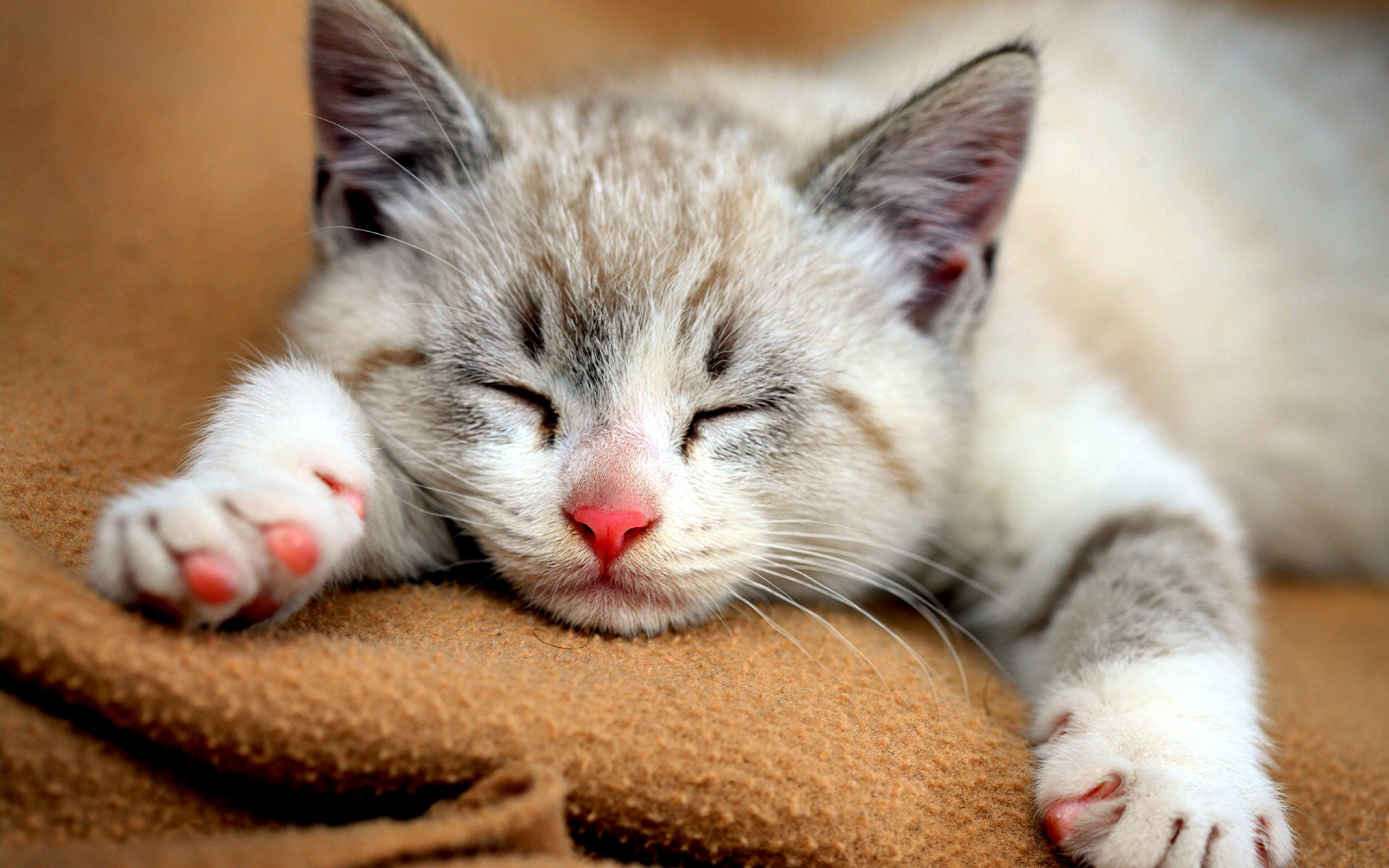 desktop hd download pictures of cats