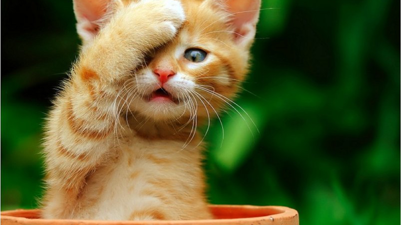 desktop hd free cat pics to download