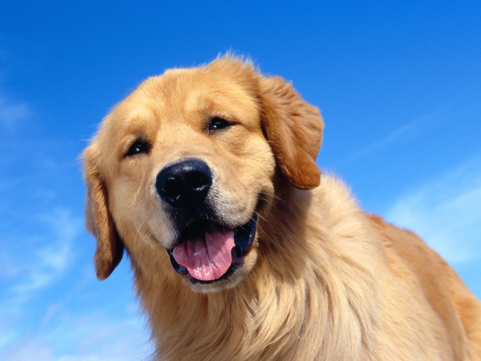 desktop hd free dog pics to download