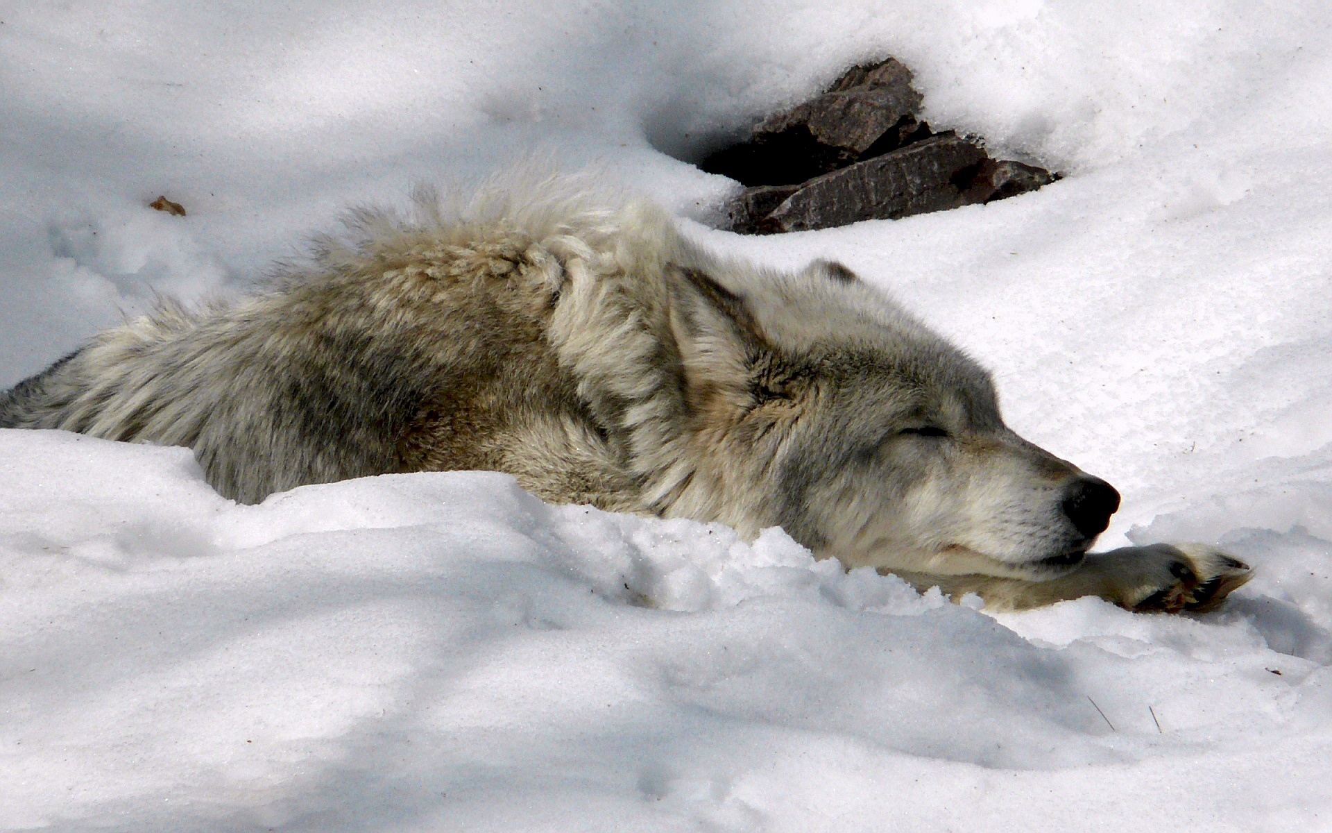 desktop hd free wolf images download