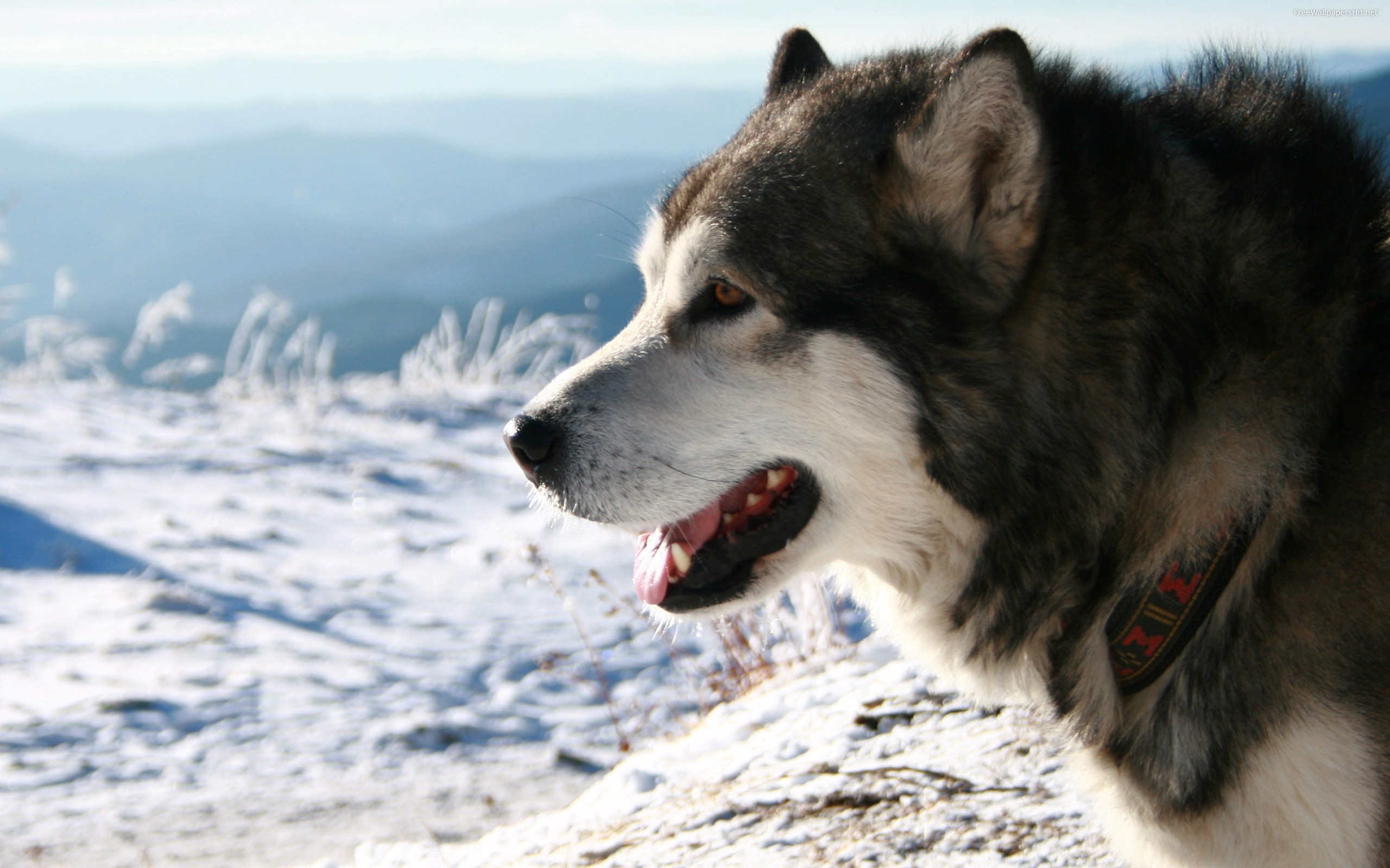 desktop hd free wolf pictures download