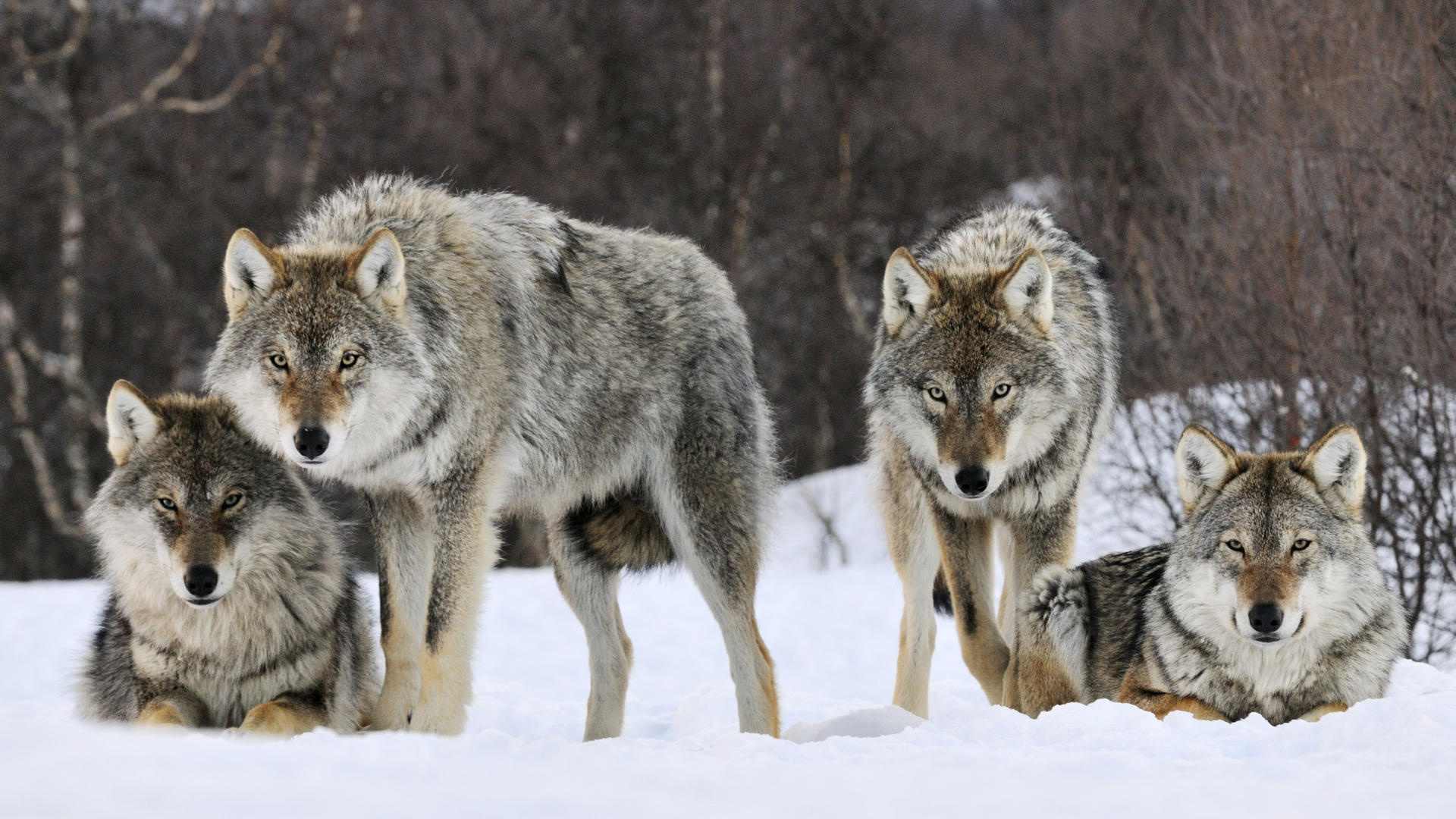 desktop hd grey wolf facts and pics