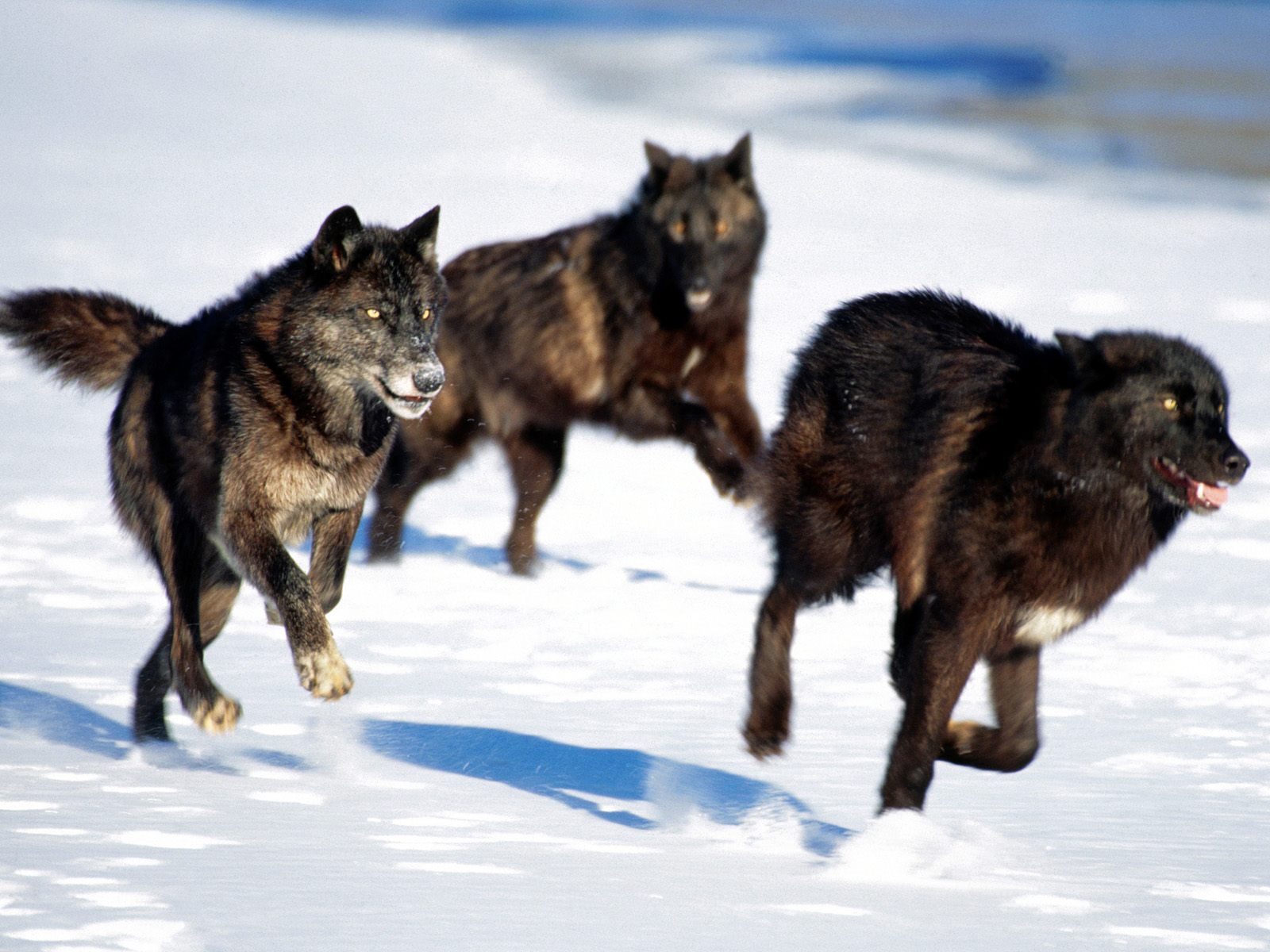 desktop hd grey wolf facts and pictures
