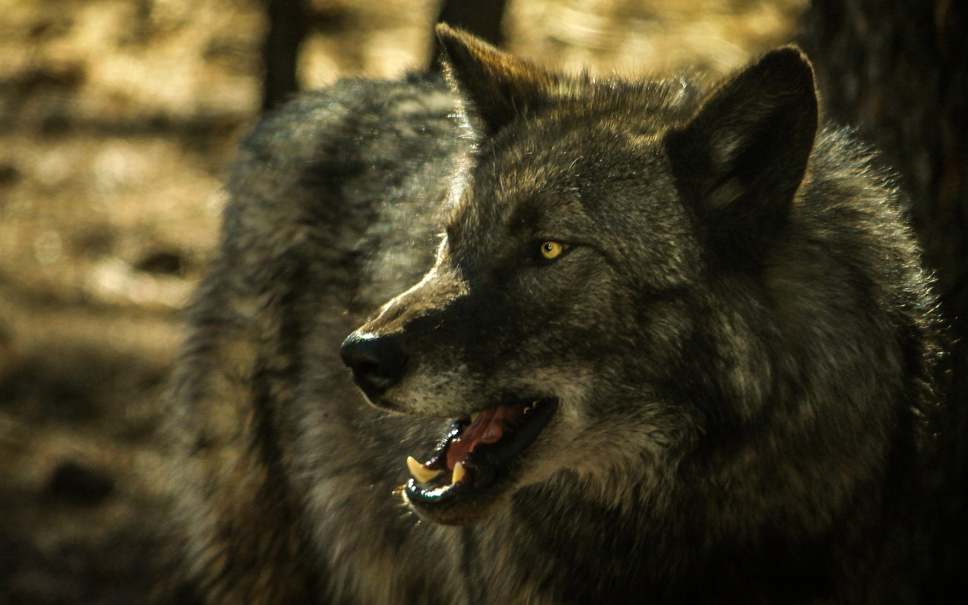 desktop hd grey wolf image