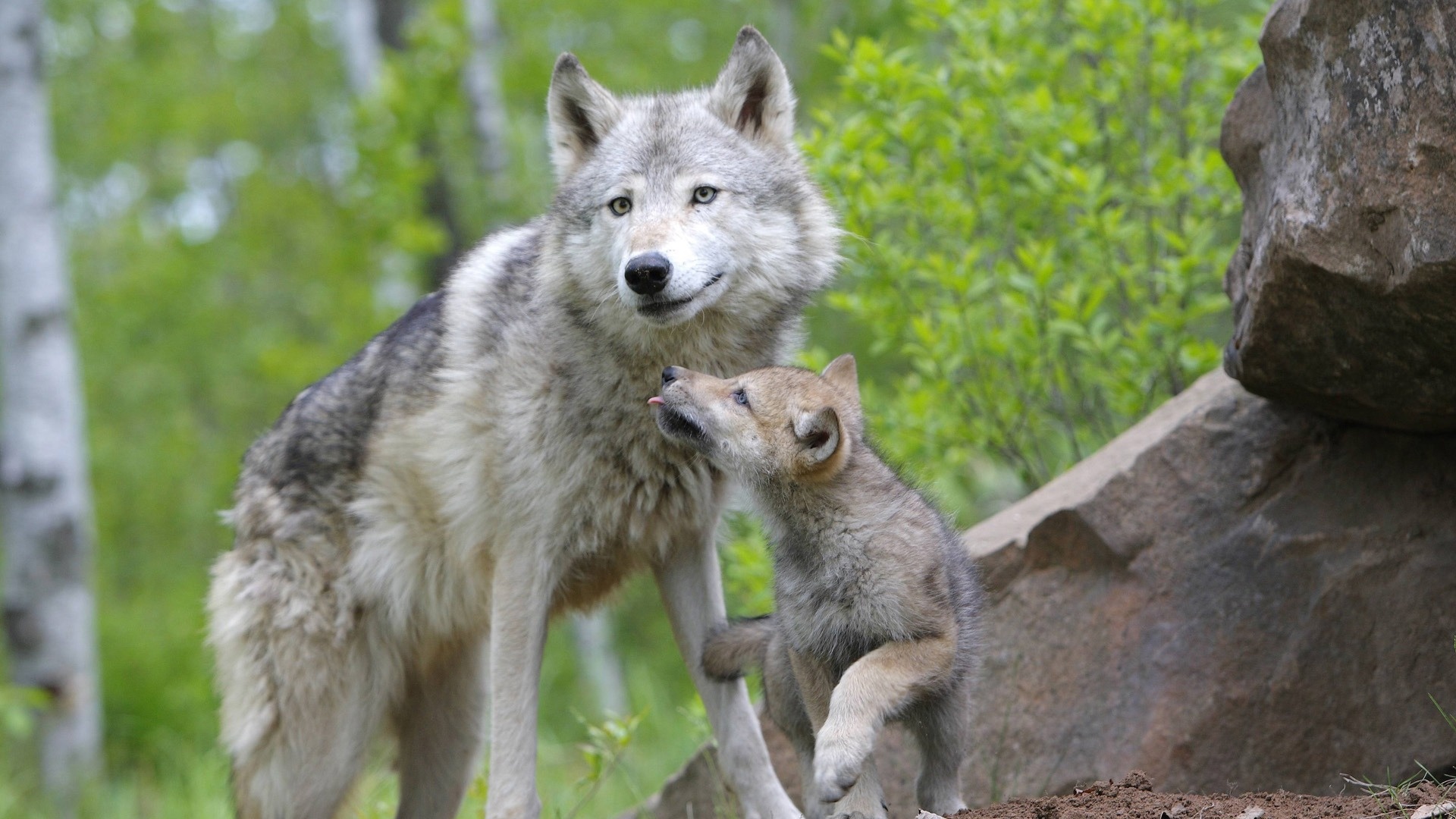 desktop hd grey wolf photo