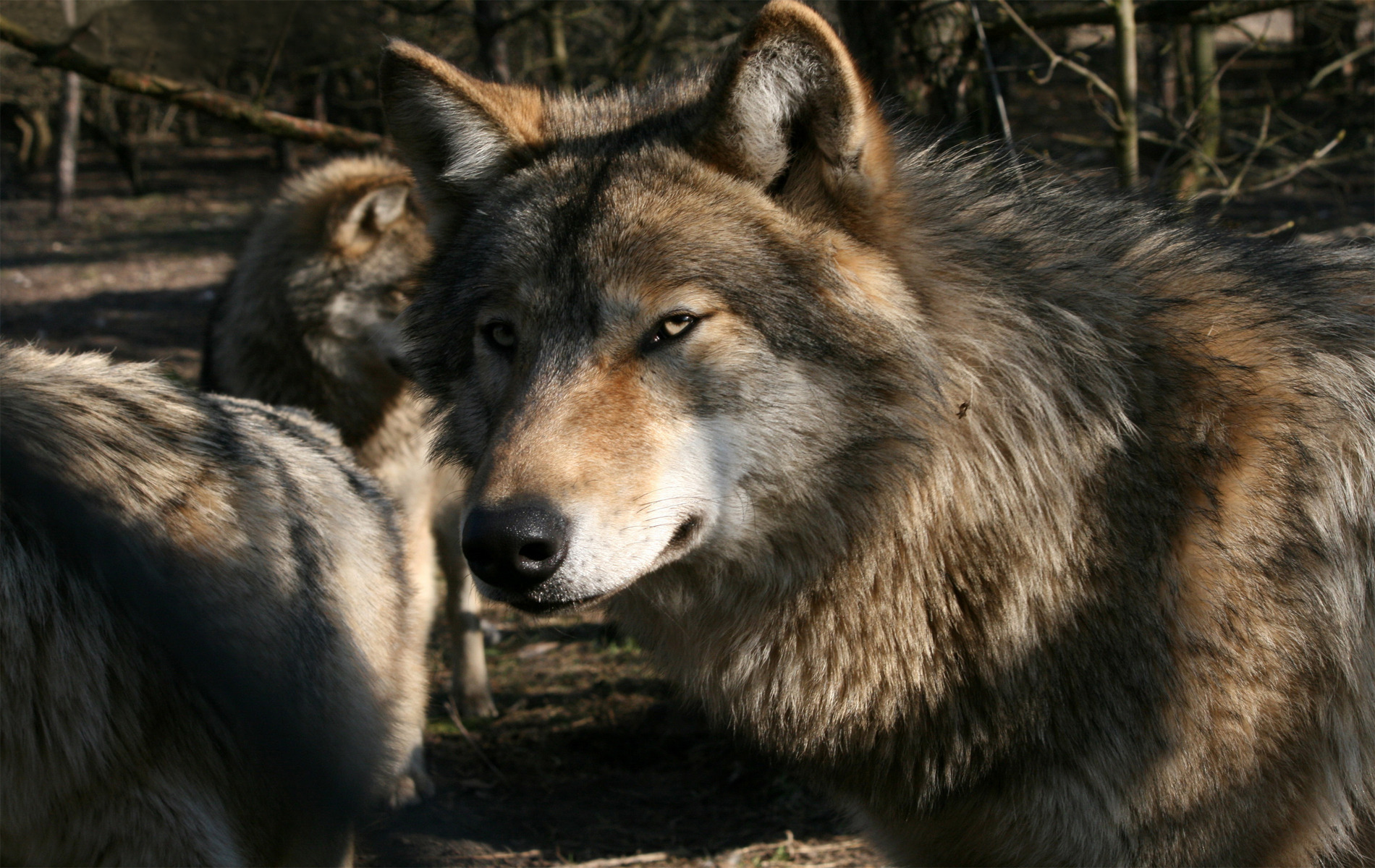 desktop hd grey wolf photography