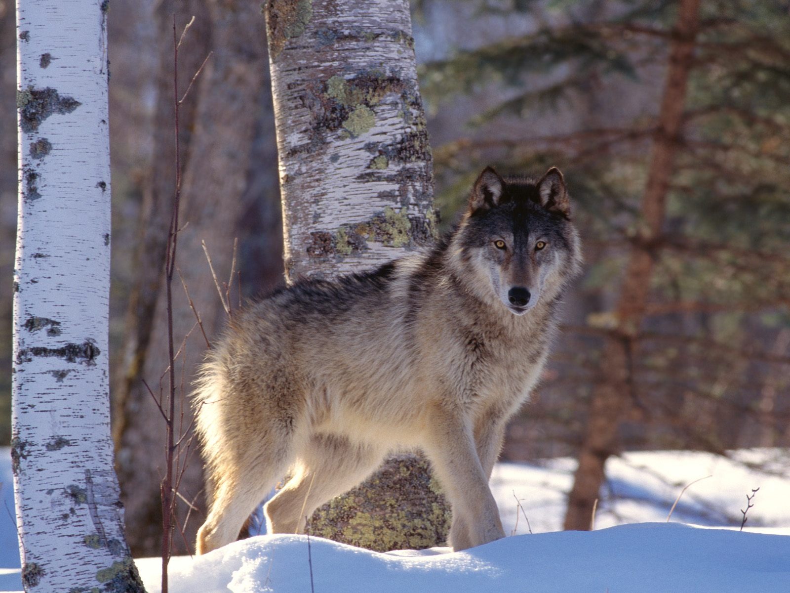 desktop hd grey wolf pics