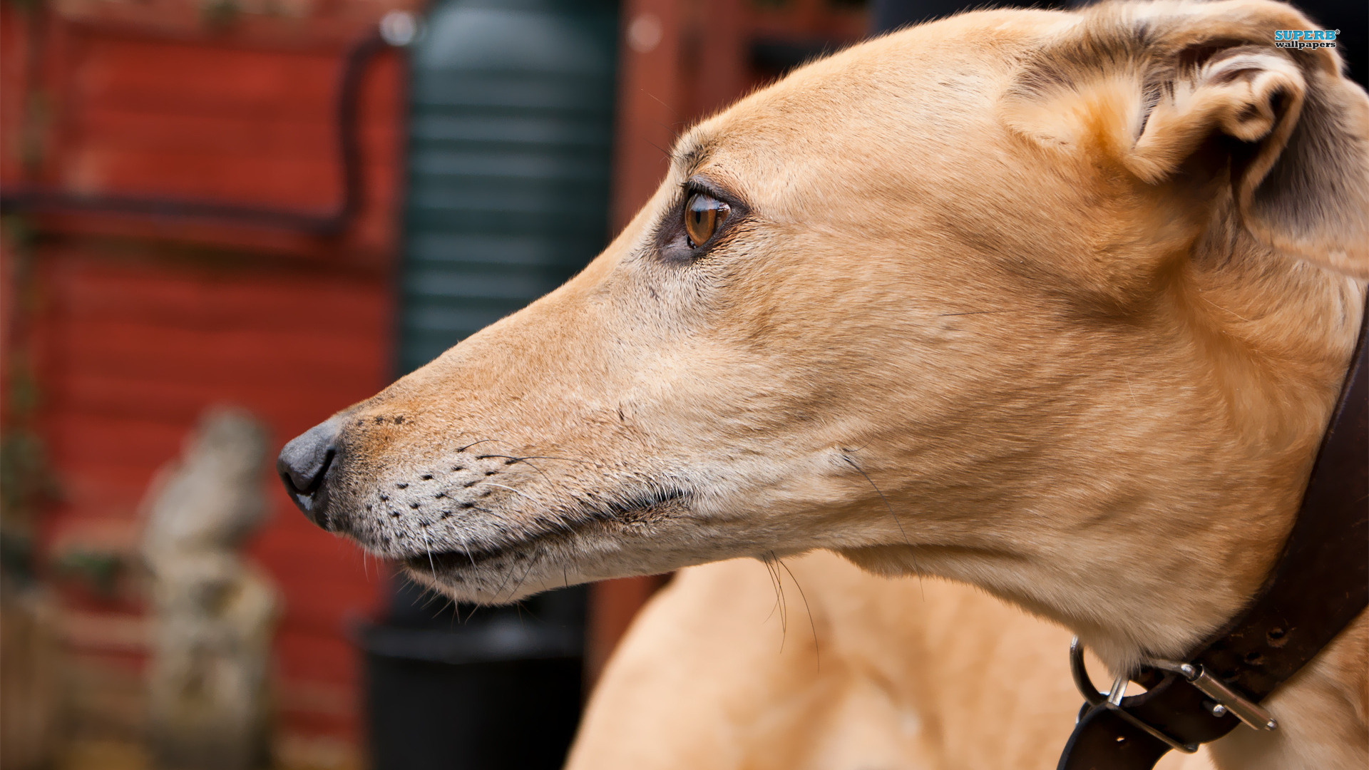 desktop hd greyhound dog pics