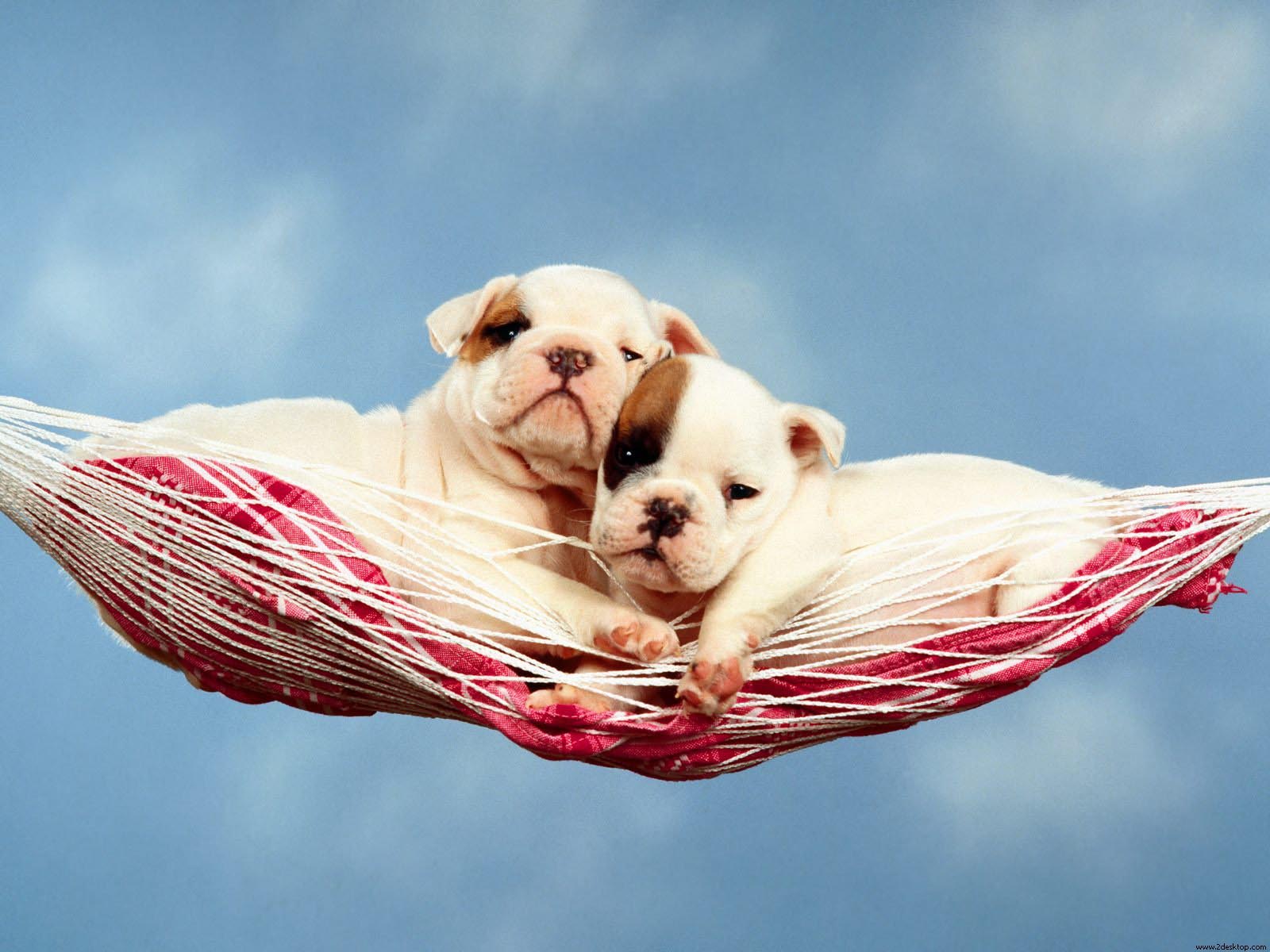 desktop hd pictures of baby bull dogs