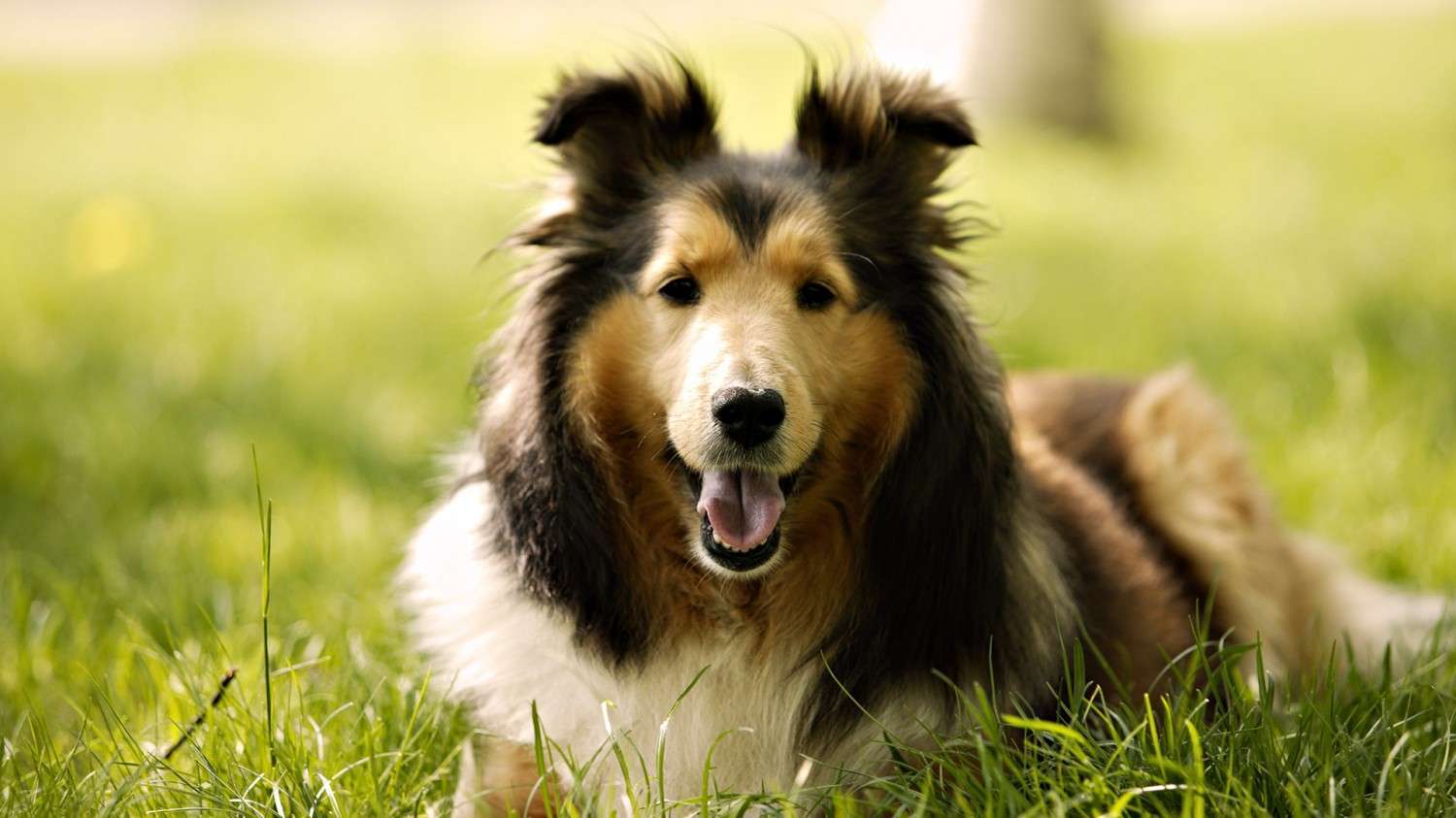 desktop hd stock photos of dogs