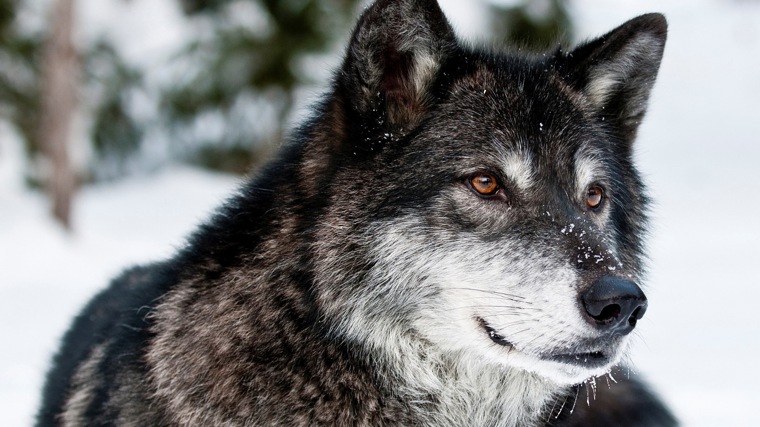 desktop hd wolf images download