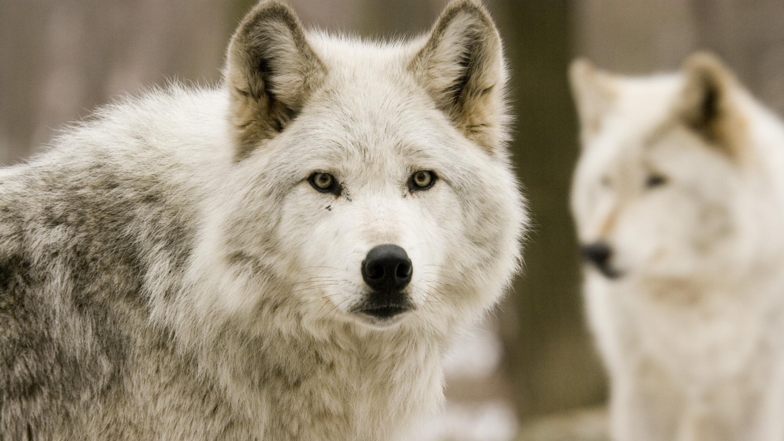 desktop hd wolf pics download