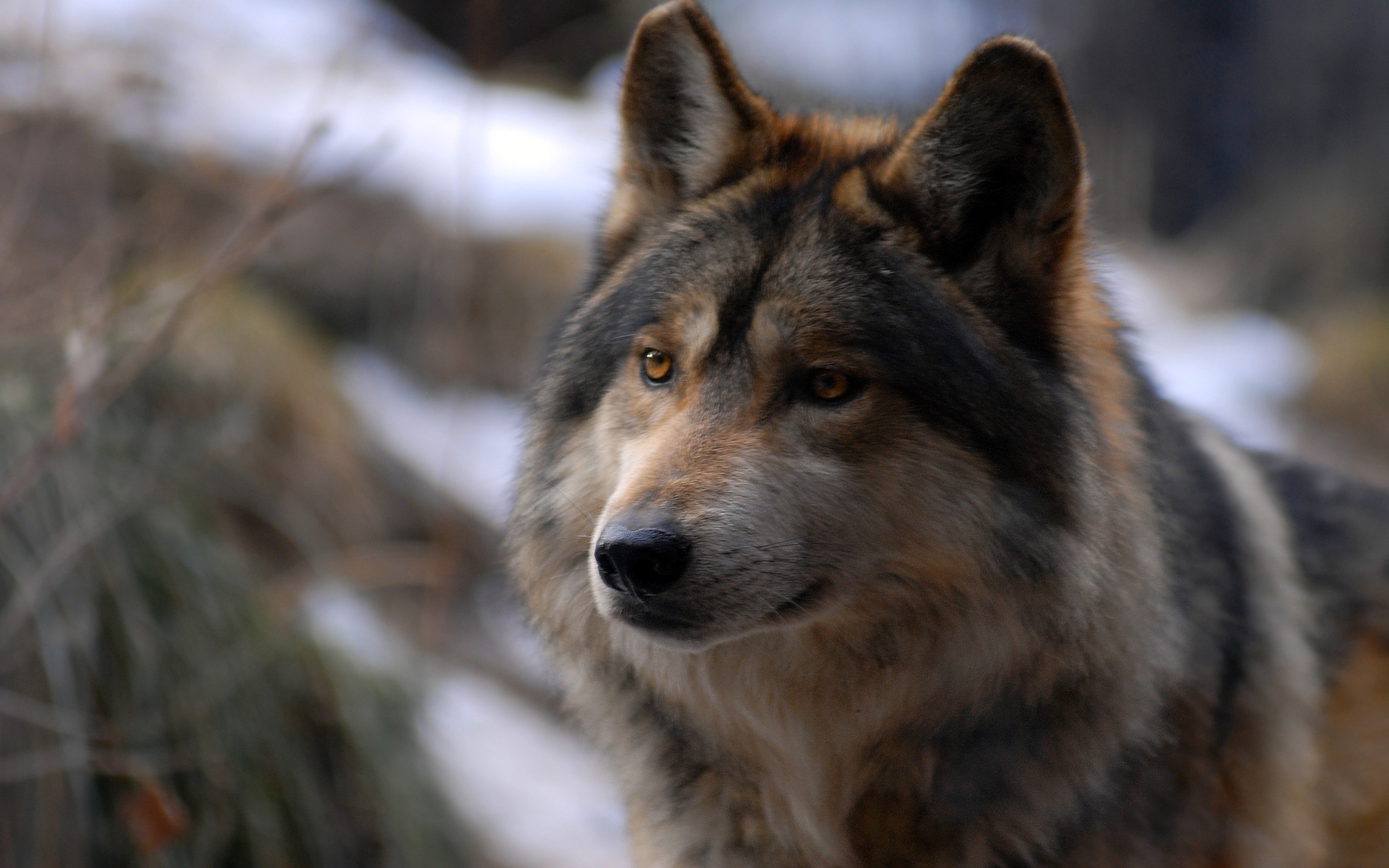 desktop hd wolf pictures to download