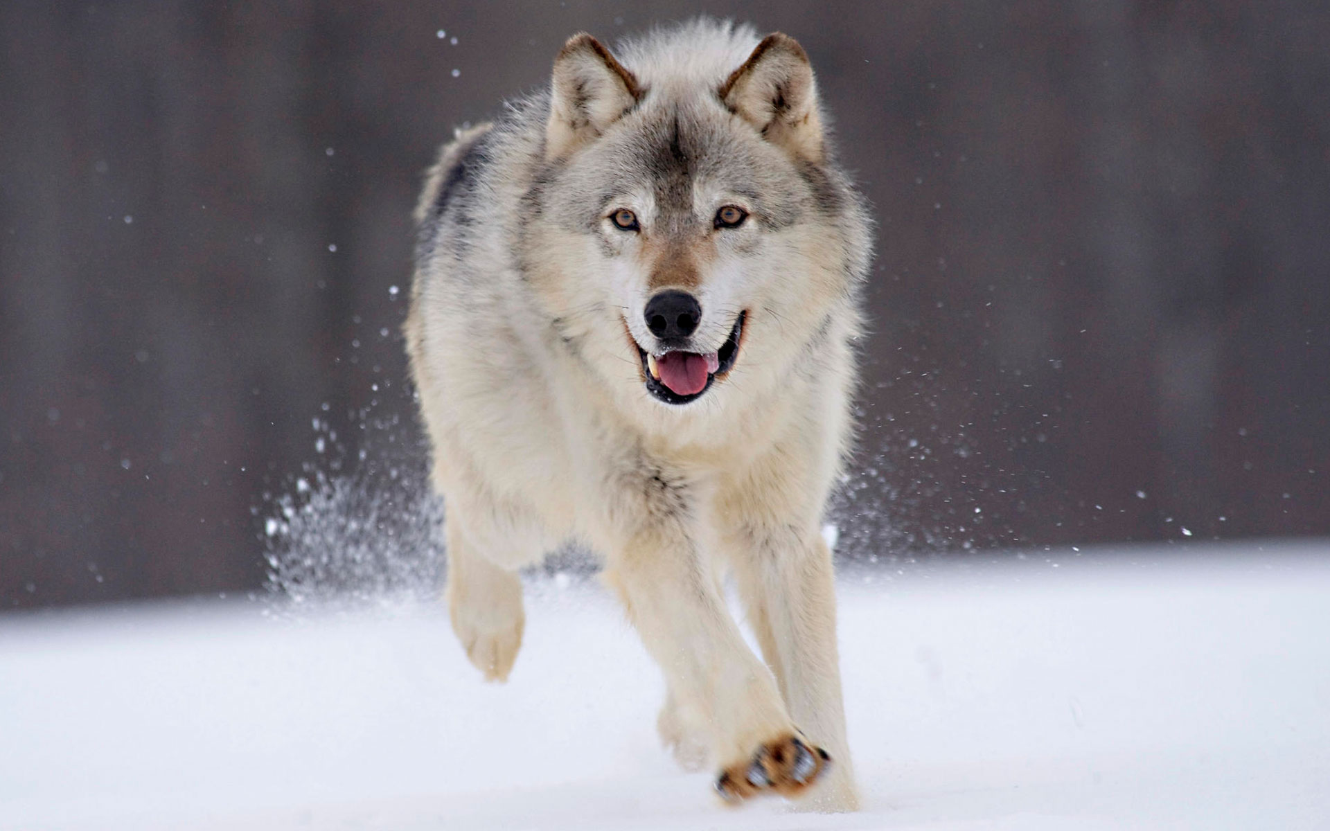desktop hd wolf stock images