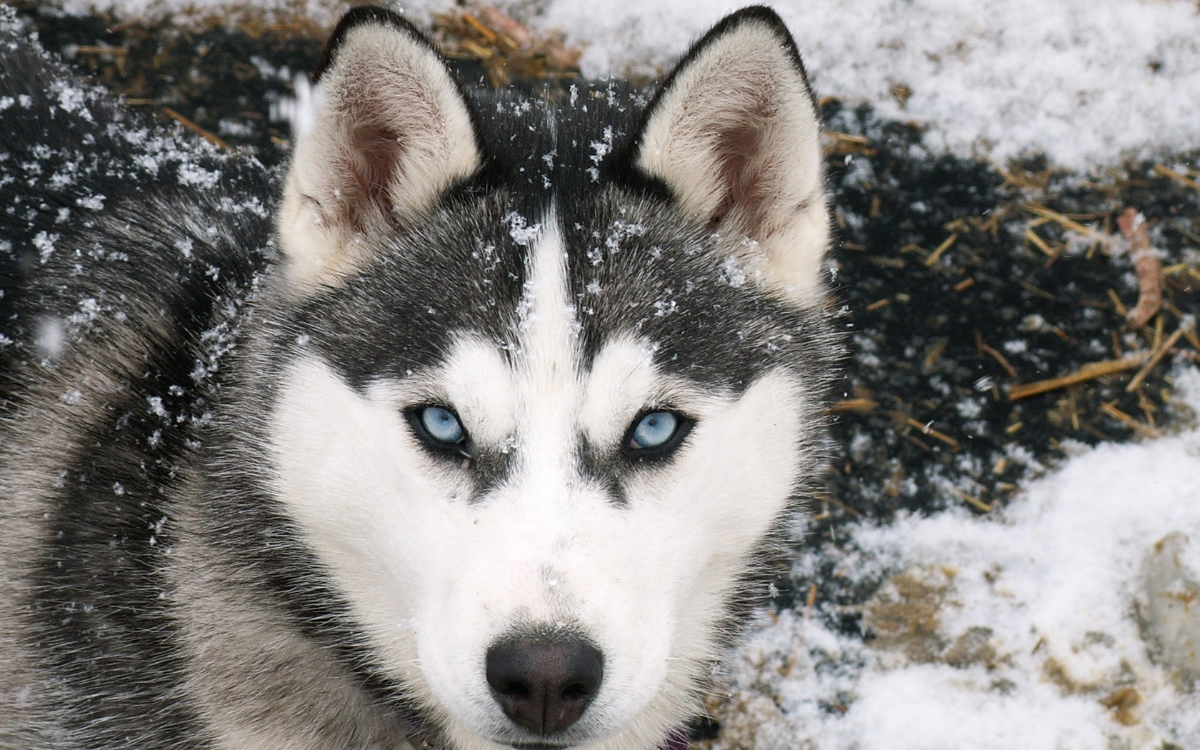 desktop hd wolf wallpaper downloads