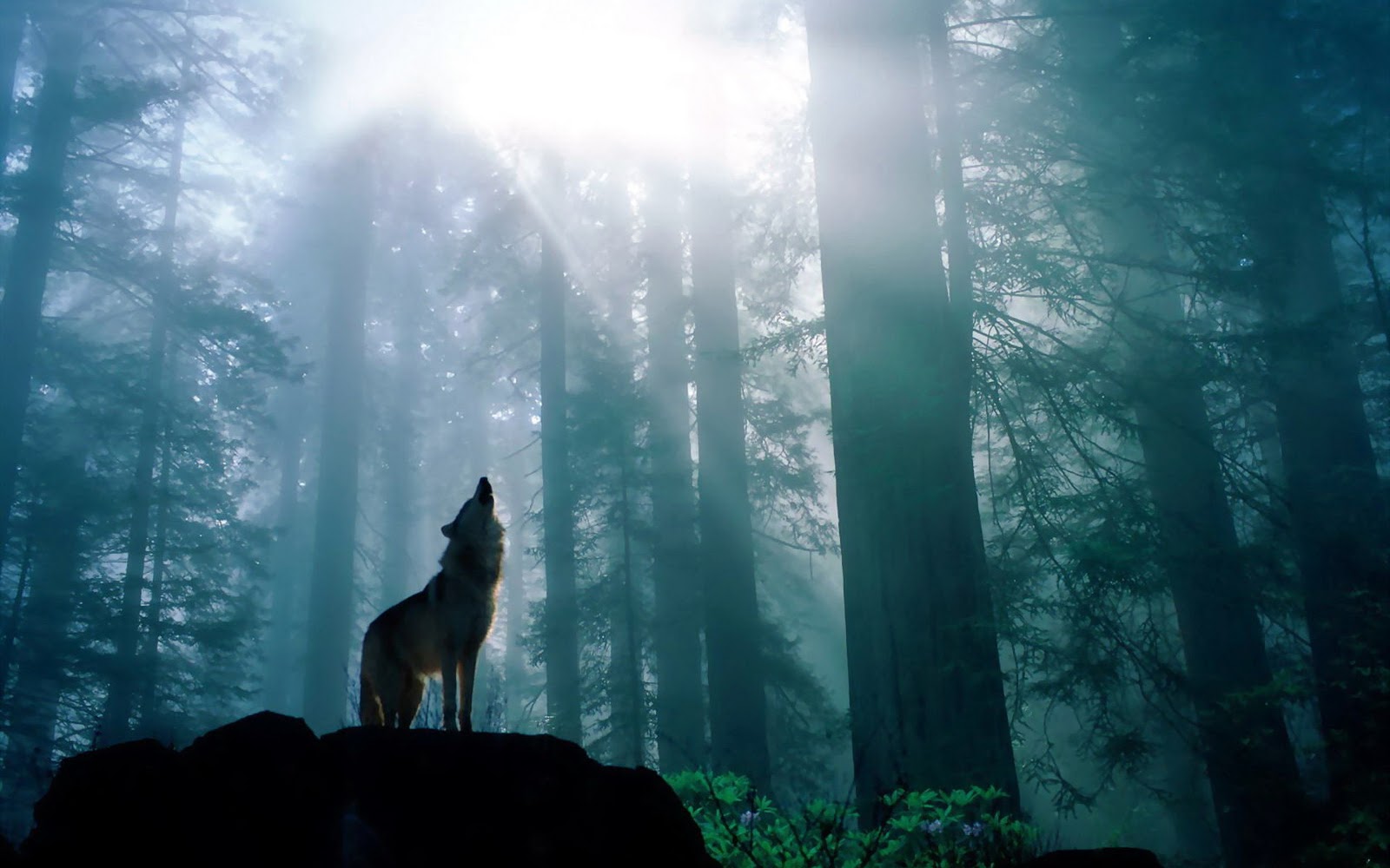 desktop hd wolf wallpapers free download