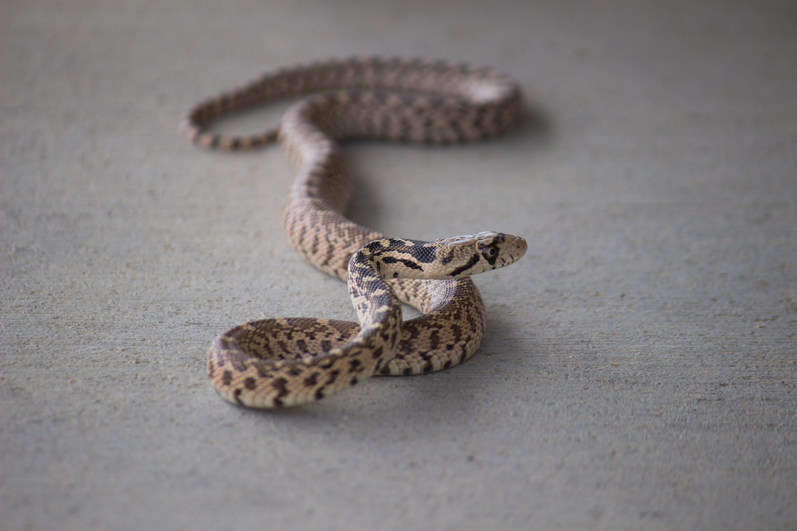desktop images bull snake