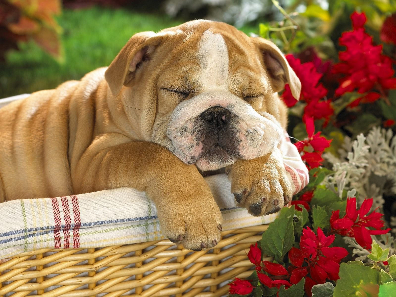 desktop images of baby bull dogs wallpaper