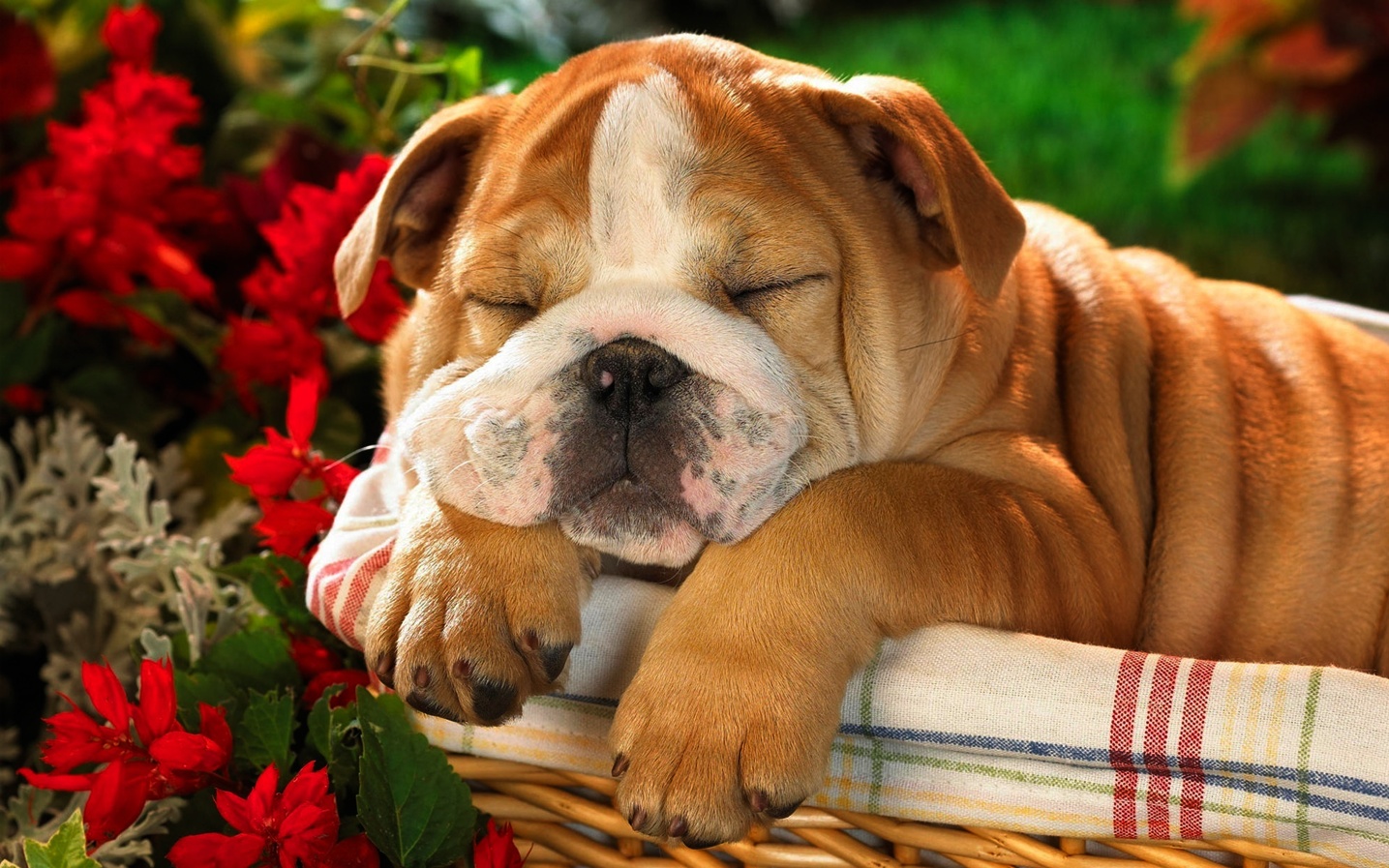 desktop images of baby bull dogs