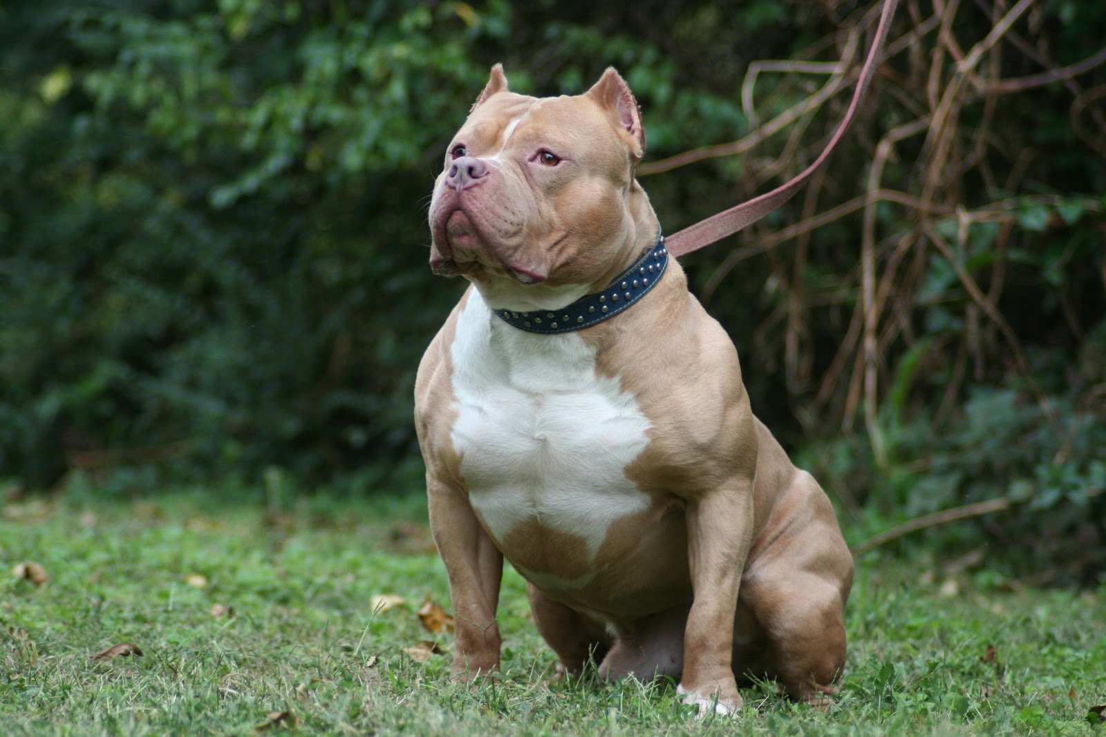 desktop images of baby pitbulls dogs