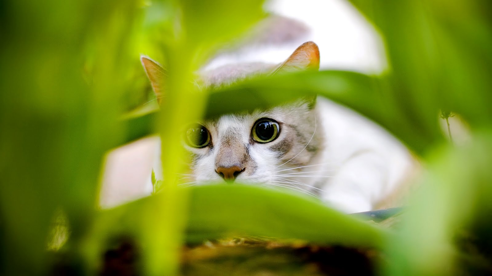 desktop images of beautiful cats wallpaper