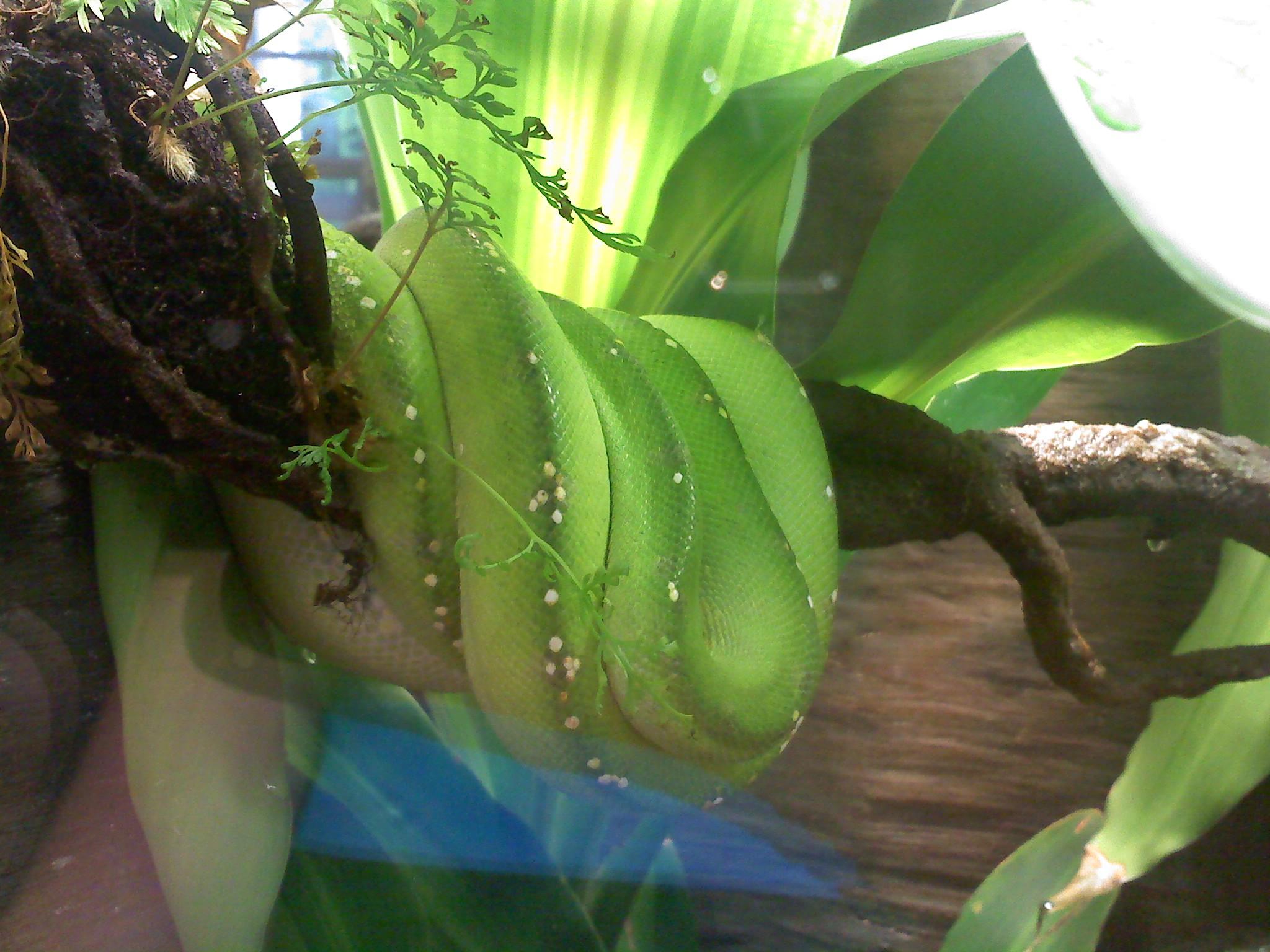 desktop king cobra snake wallpaper dowload