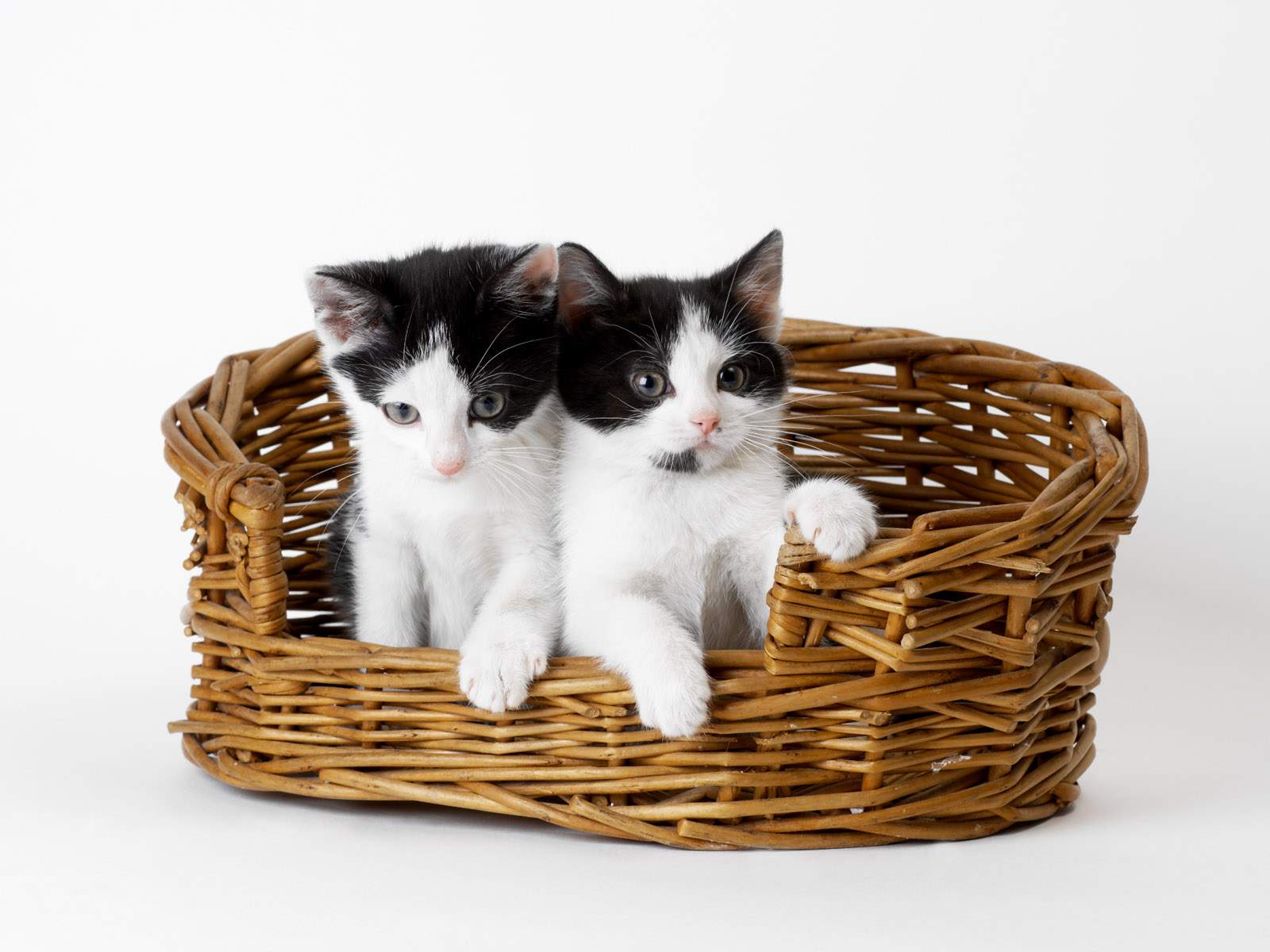 desktop kitten and cat pics
