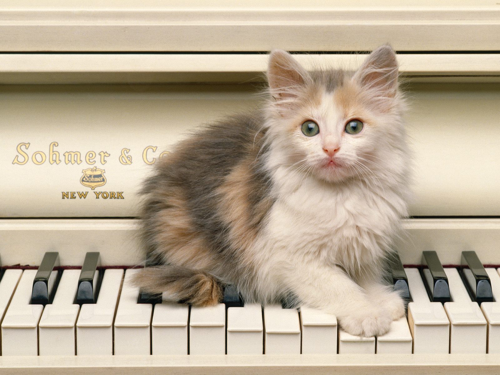 desktop kitten to cat pics