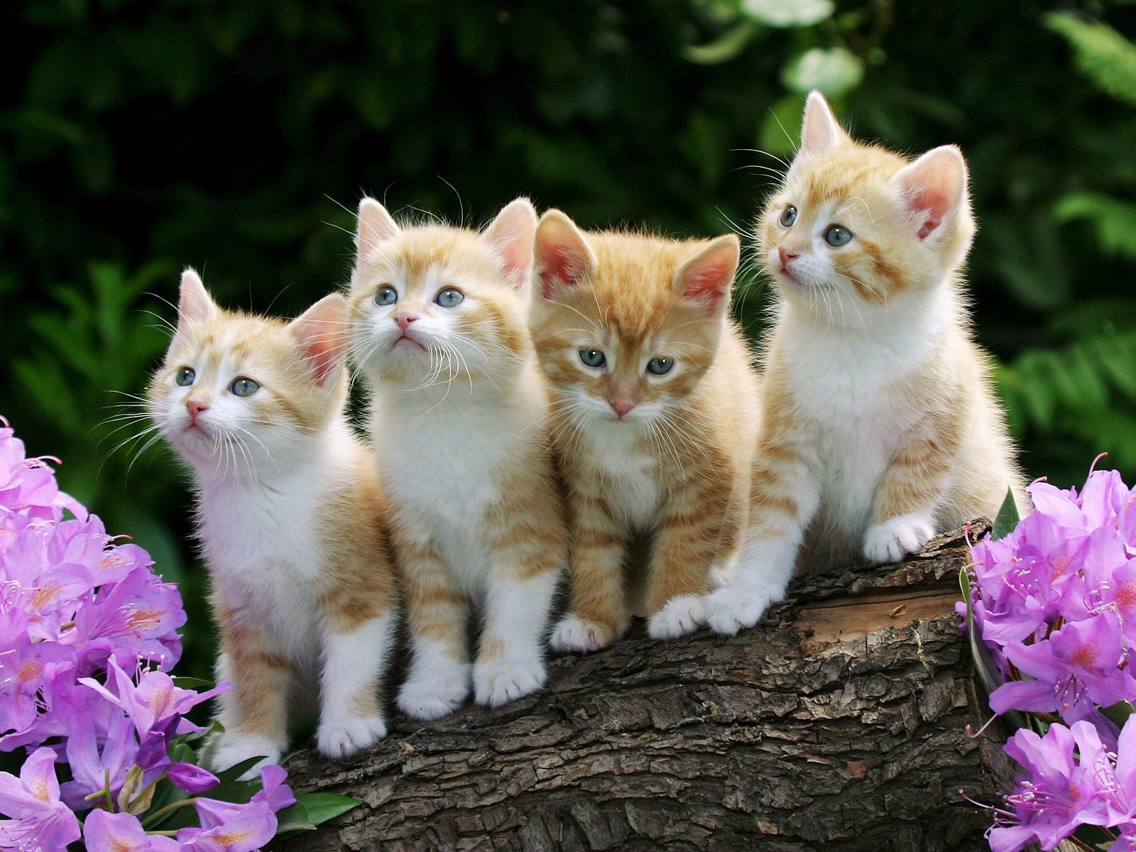 desktop kittens and cats pics