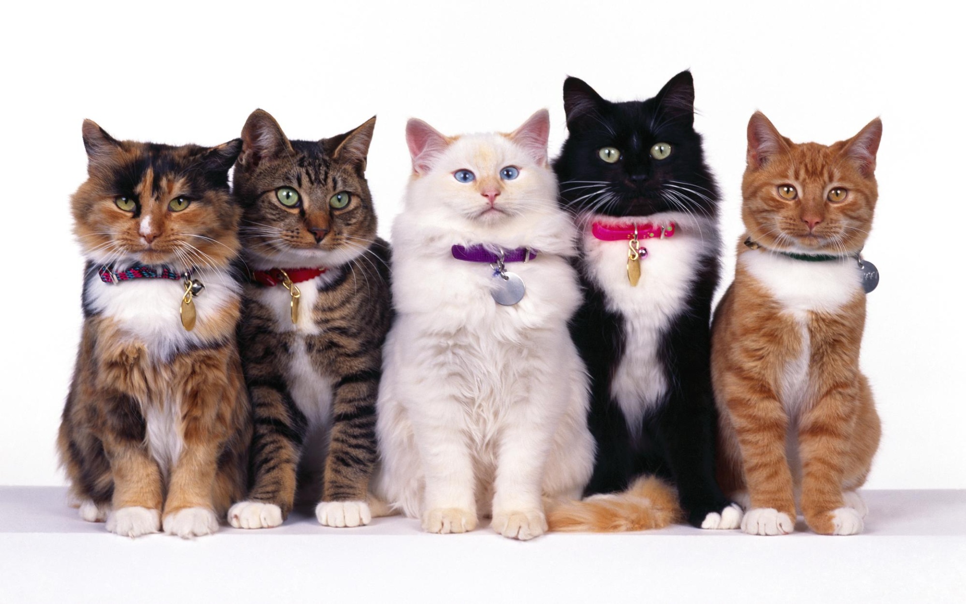 desktop kitty cats pics wallpaper