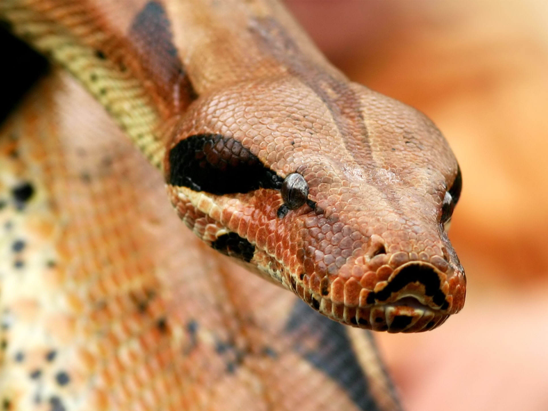 desktop large snakes pictures wallpaper