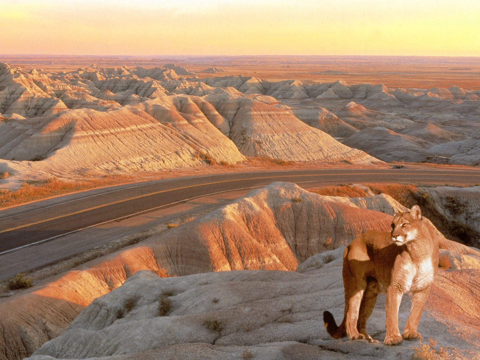 desktop lion pictures photos