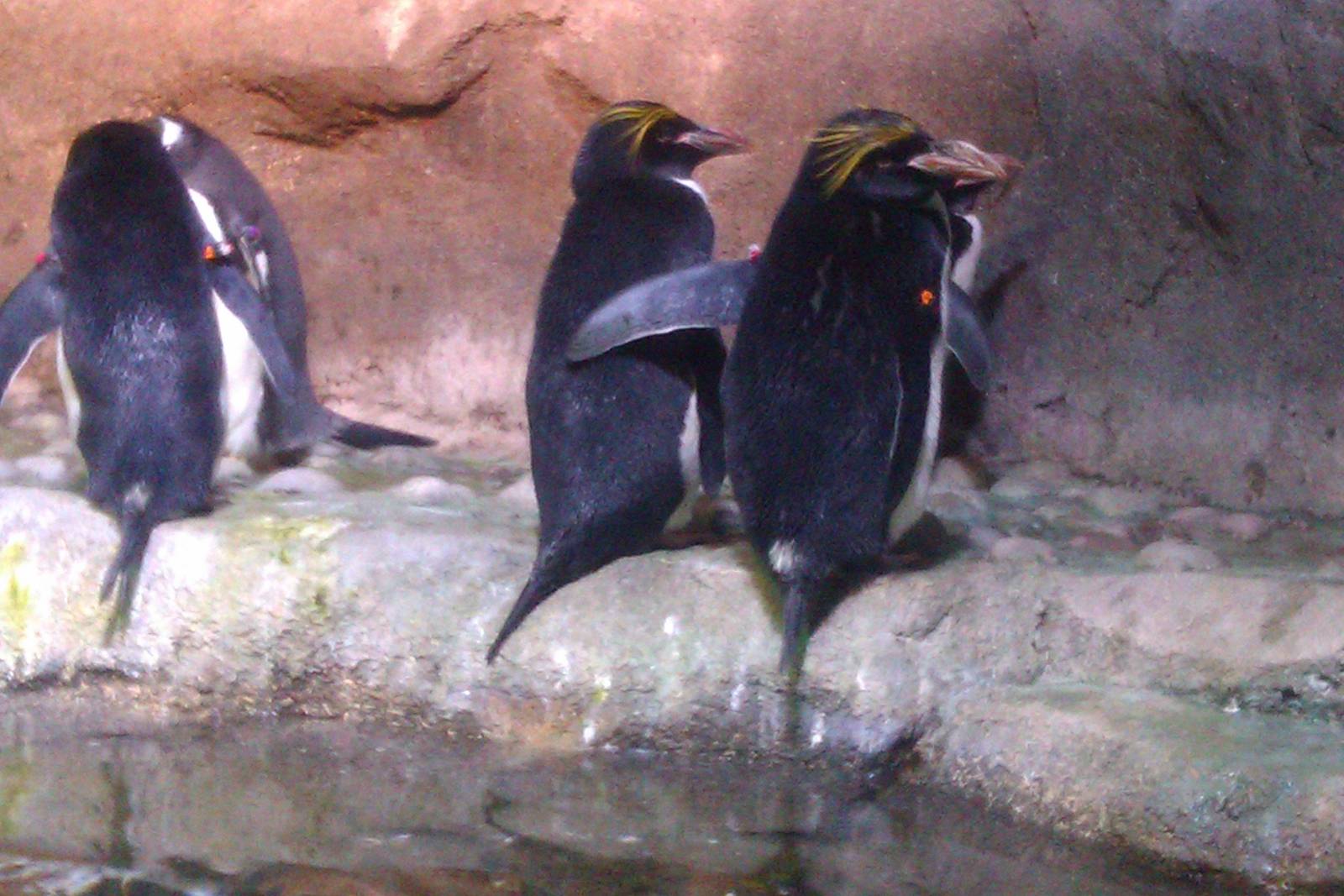 desktop macaroni penguin pictures dowload