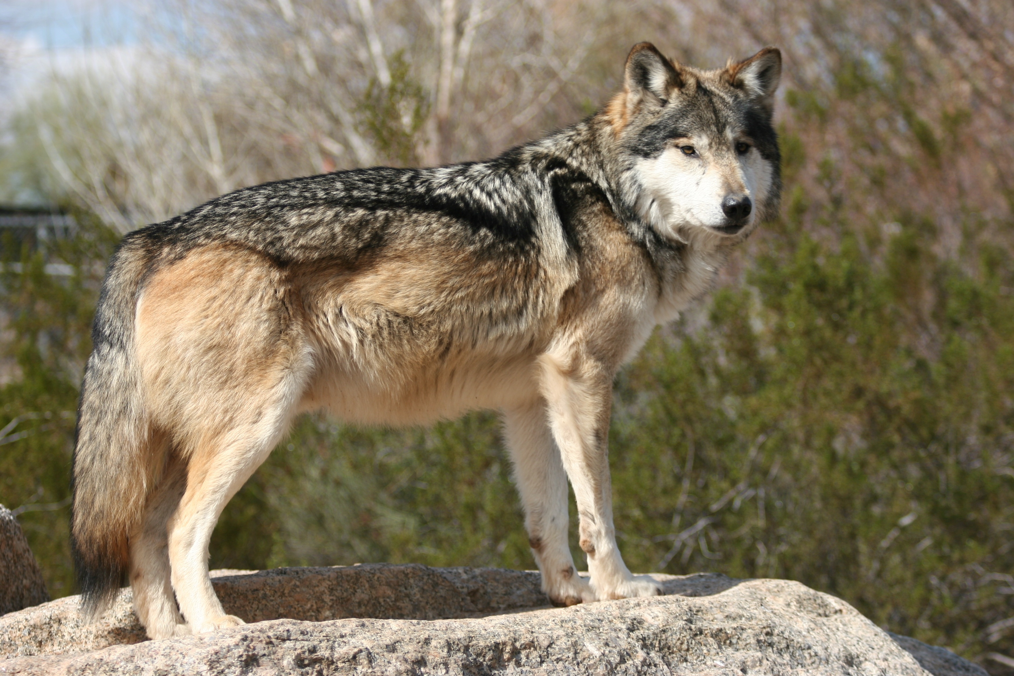 desktop mexican grey wolf pics