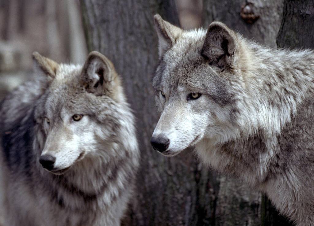 desktop native american wolf pics
