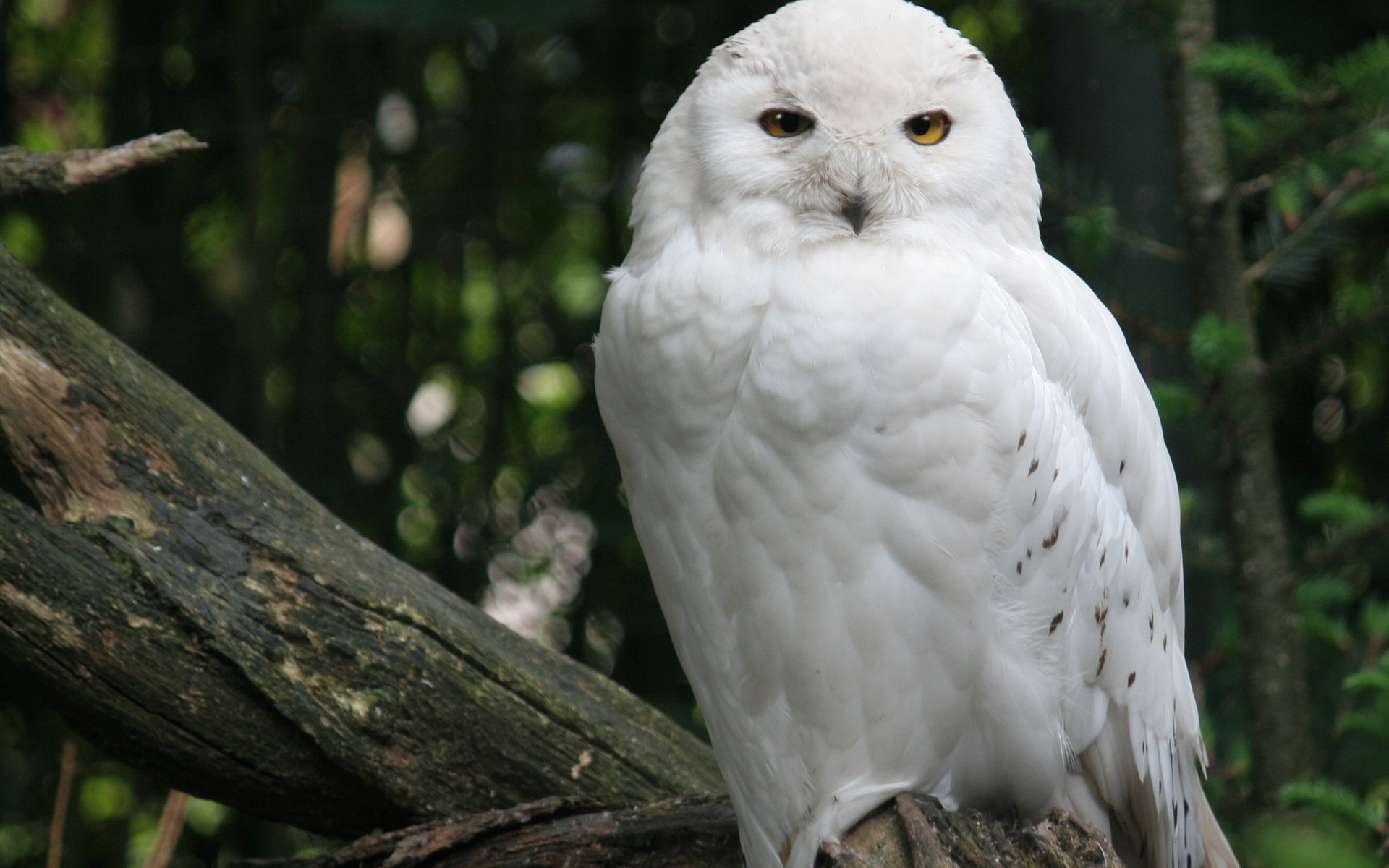 desktop owls wallpapers free download