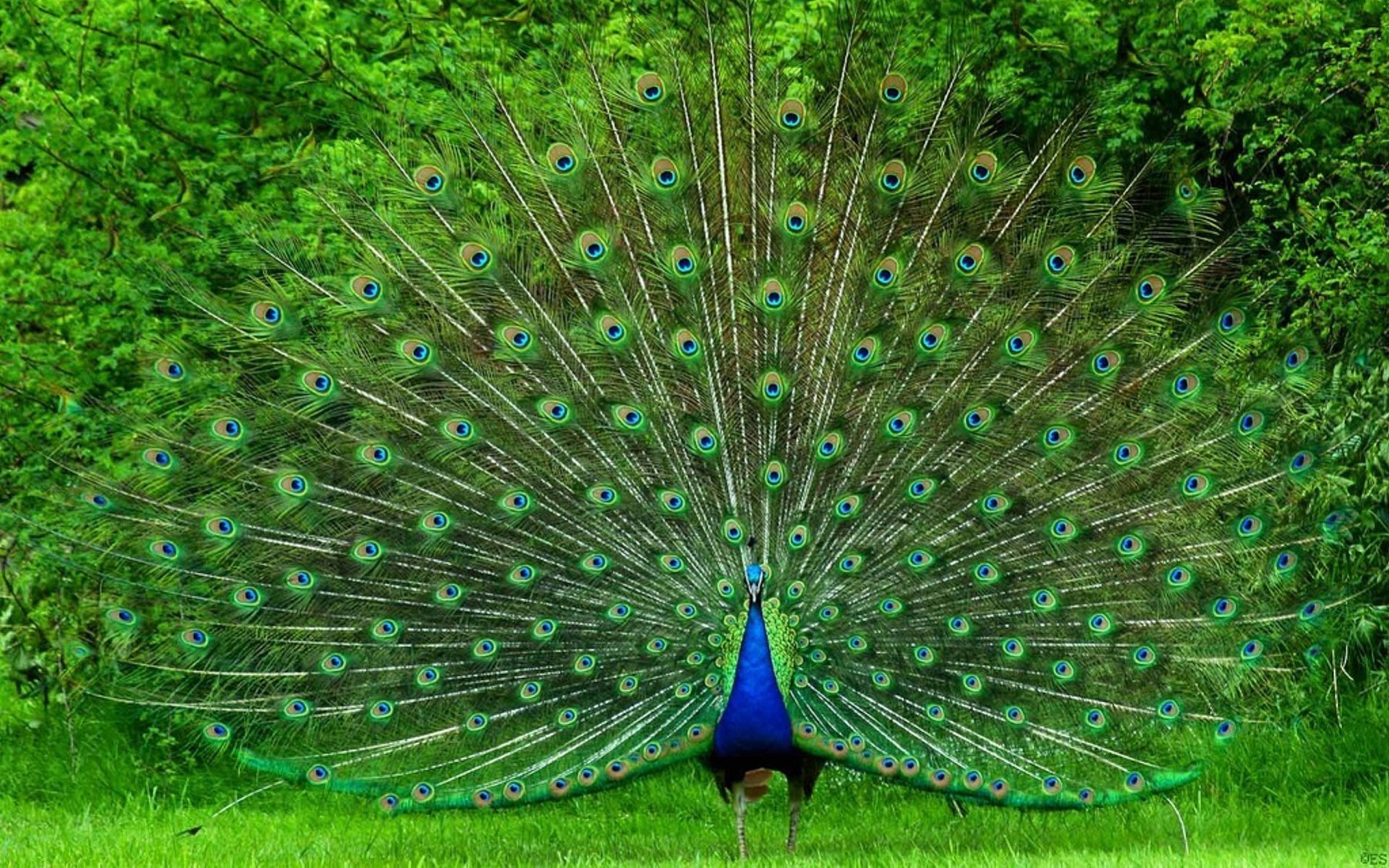 desktop peacock images free dowload