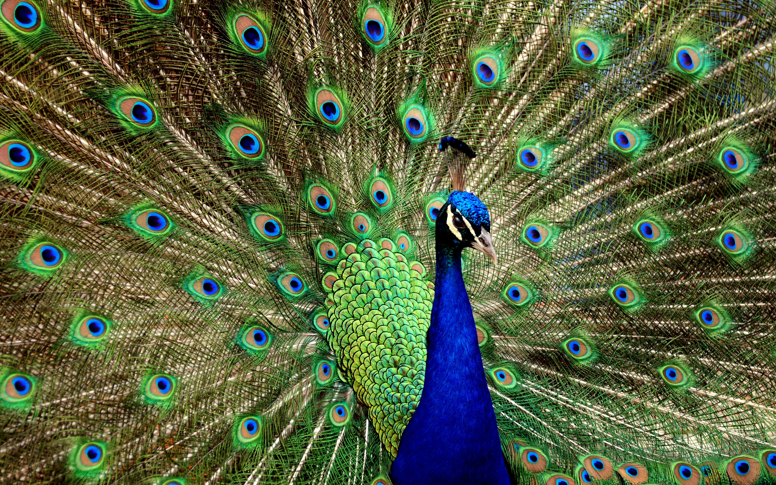 desktop peacock pictures free dowload