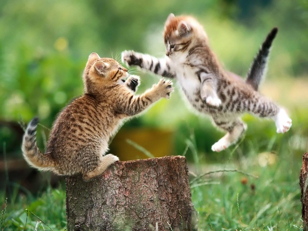 desktop pics for funny cats