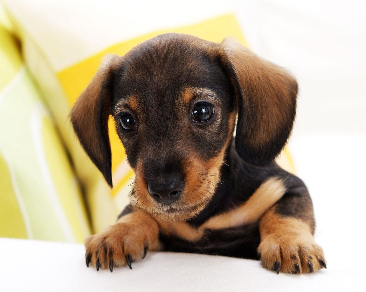 desktop pics for small dogs