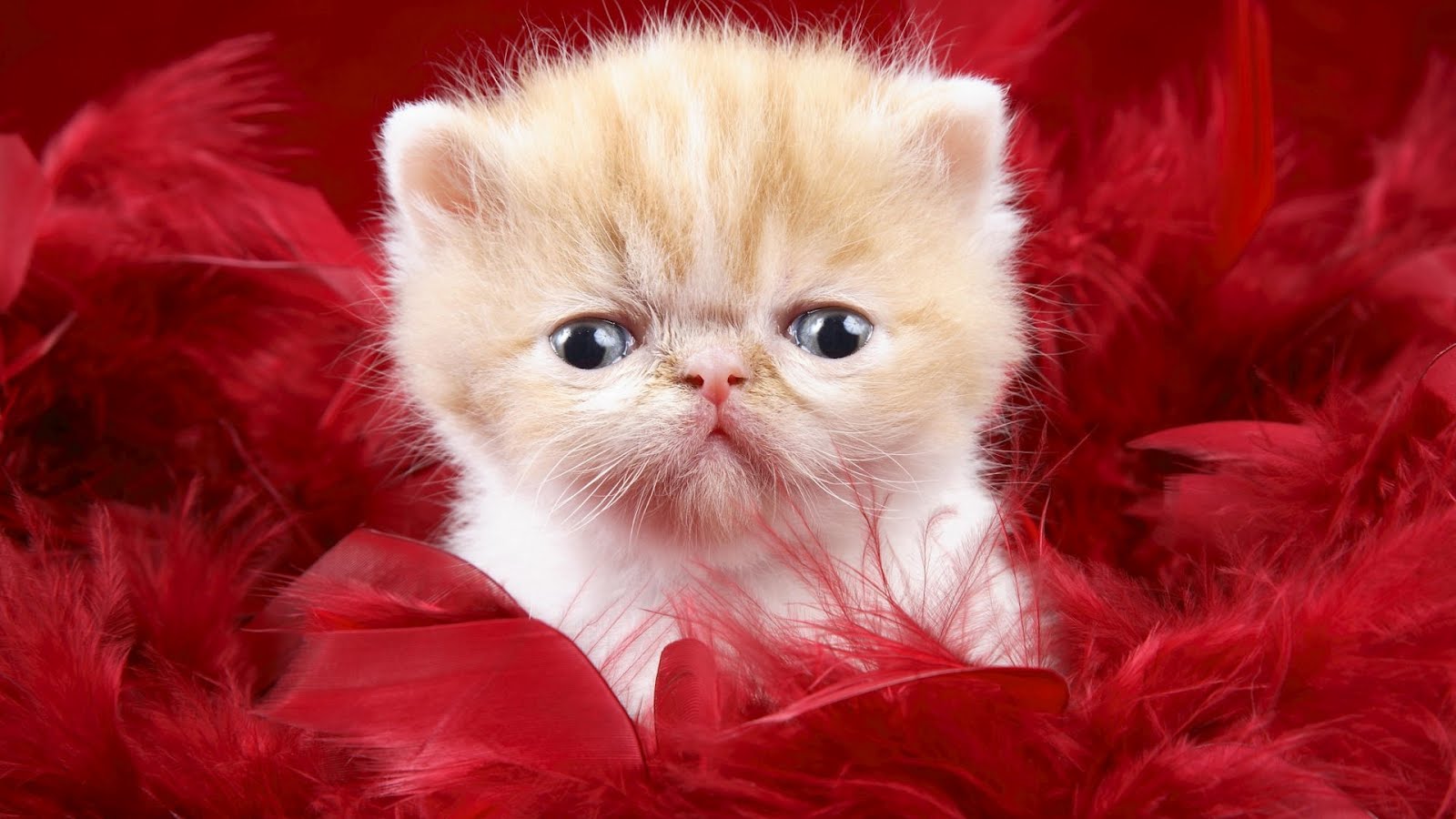 desktop pics of beautiful cats