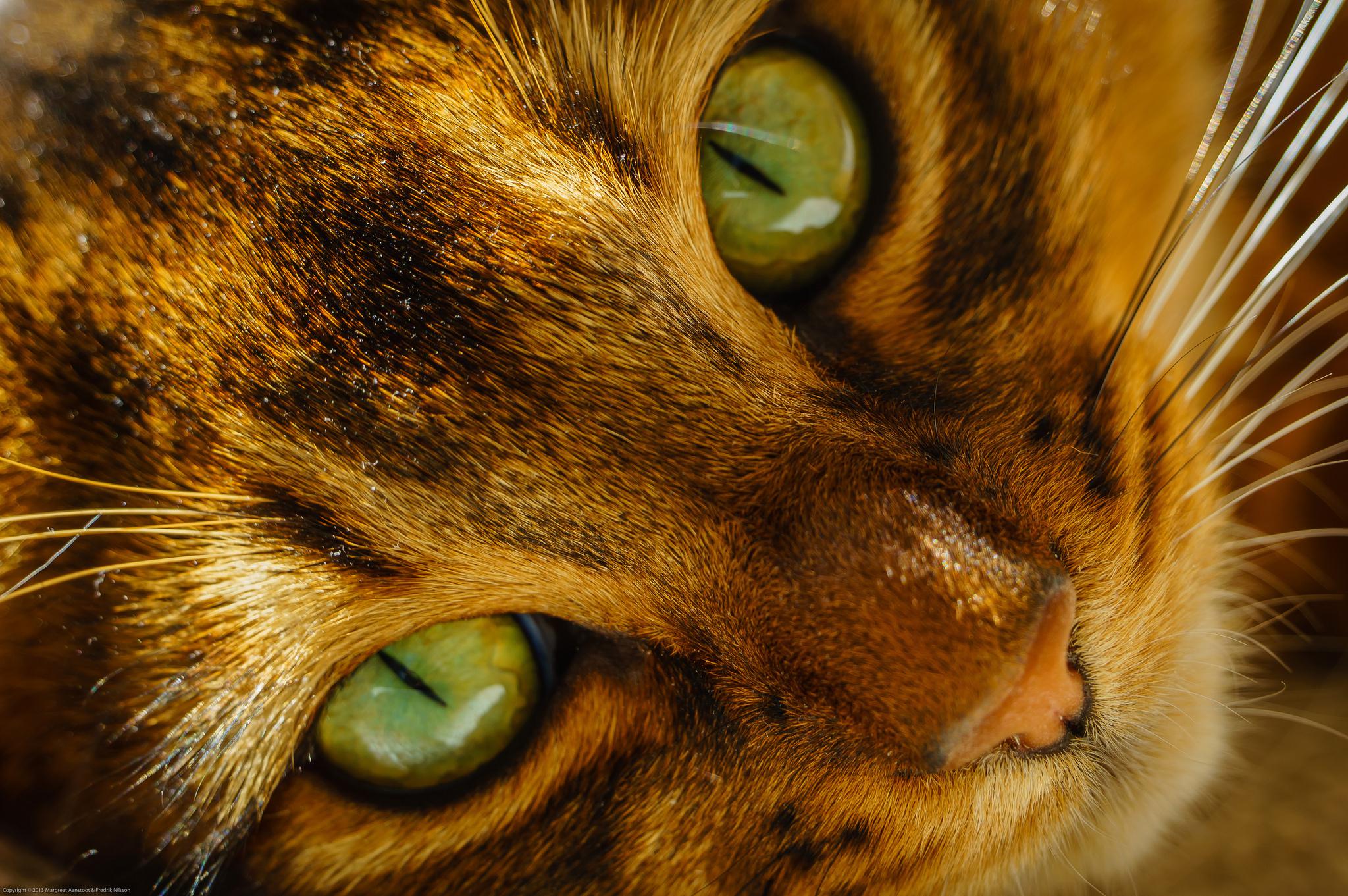desktop pics of cats free