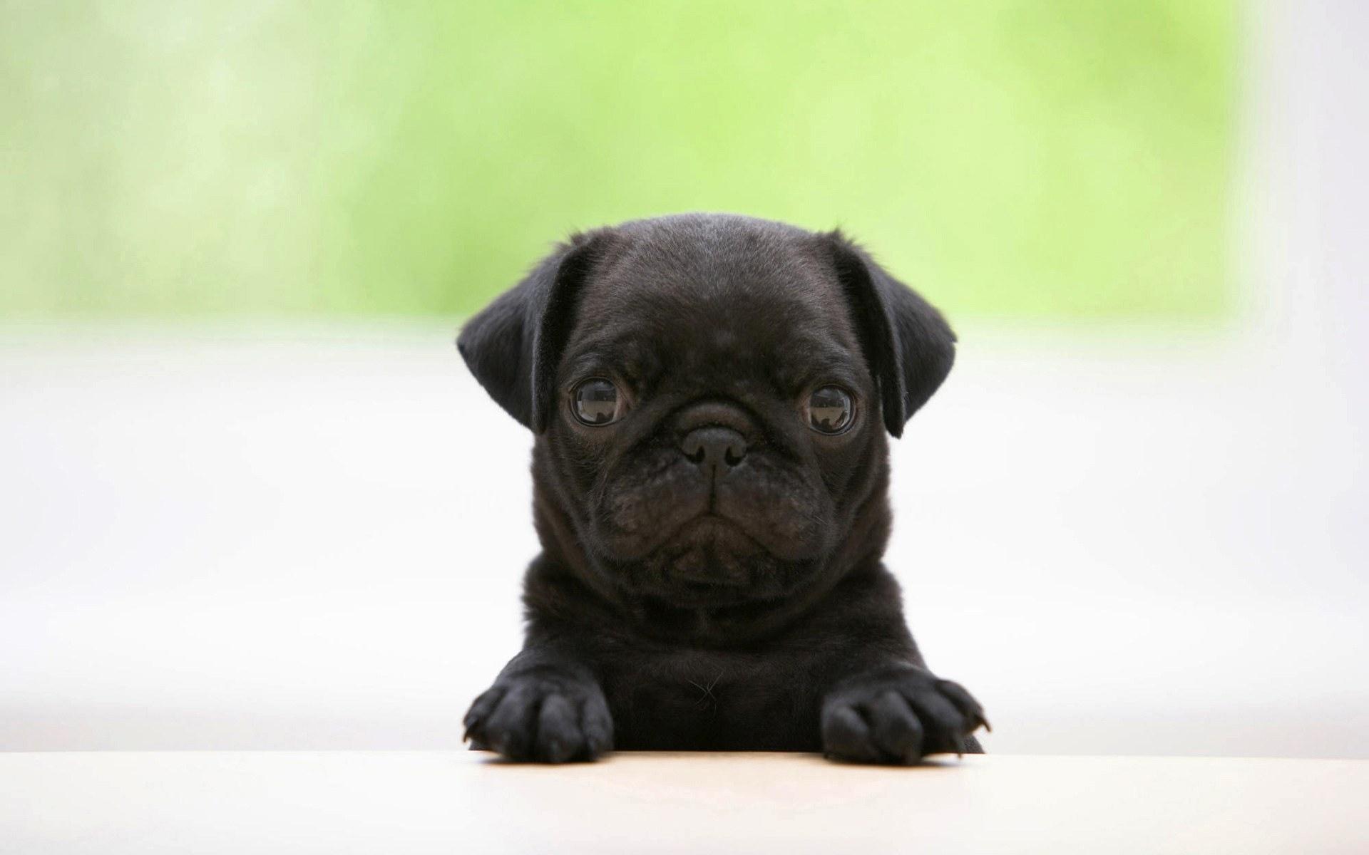 desktop pics of funny dog pics