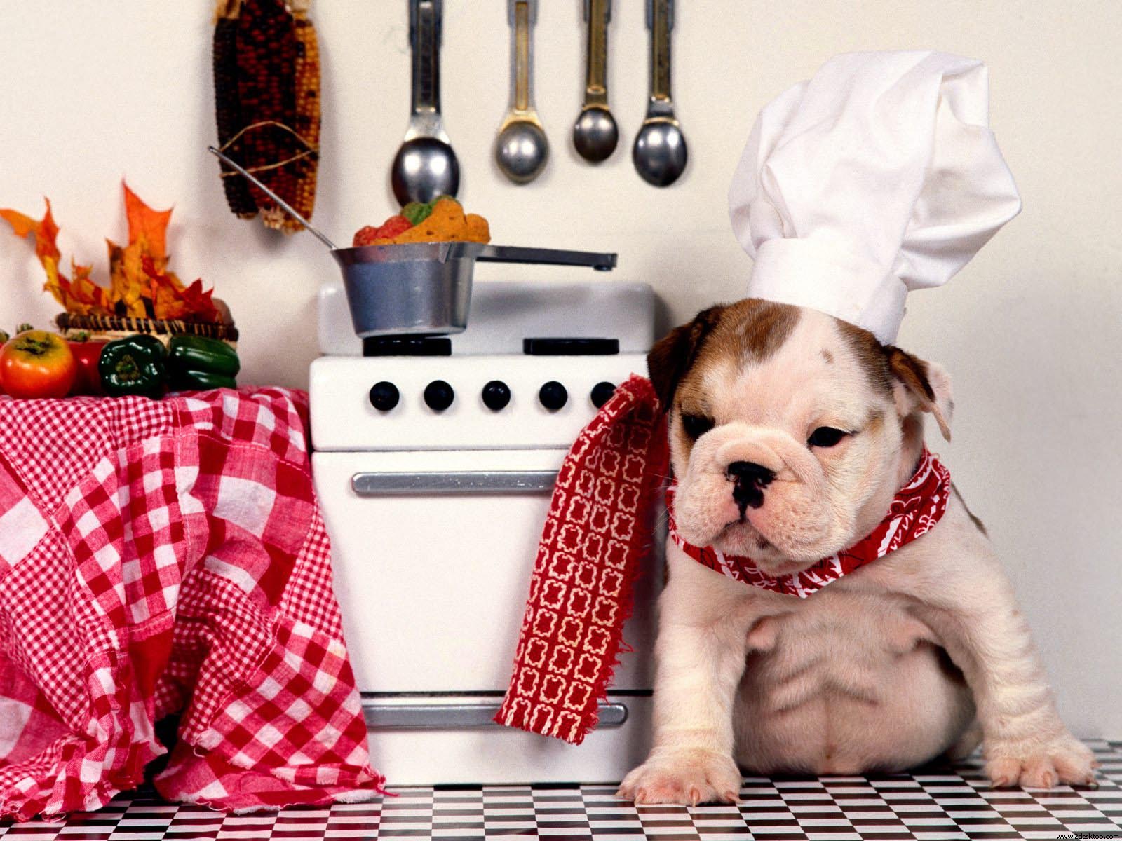 desktop pictures of baby bull dogs wallpaper