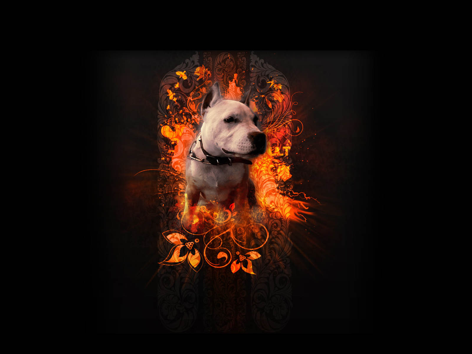 desktop pictures of pit bulls dogs