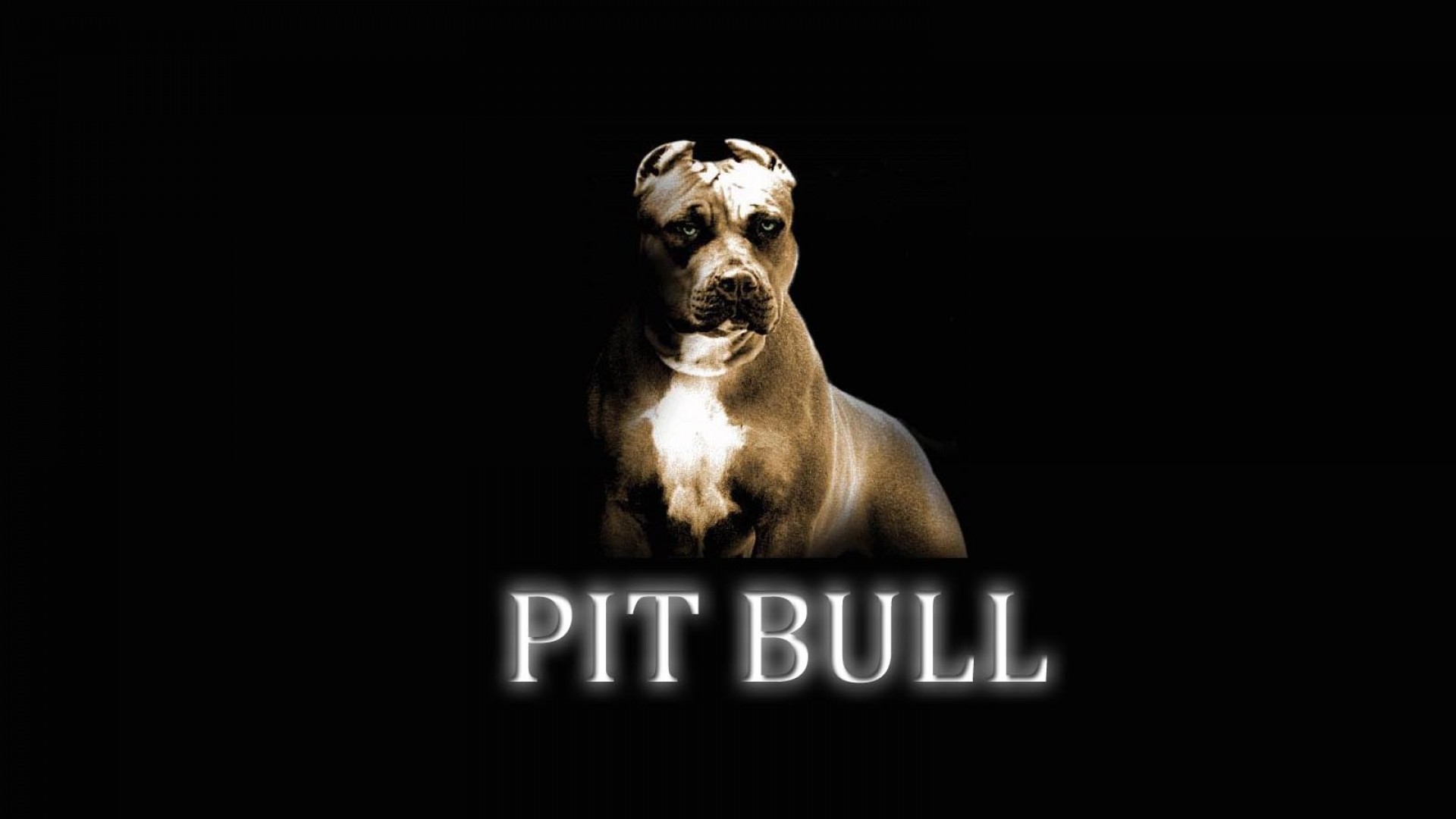 desktop pictures of pitbull dogs wallpaper
