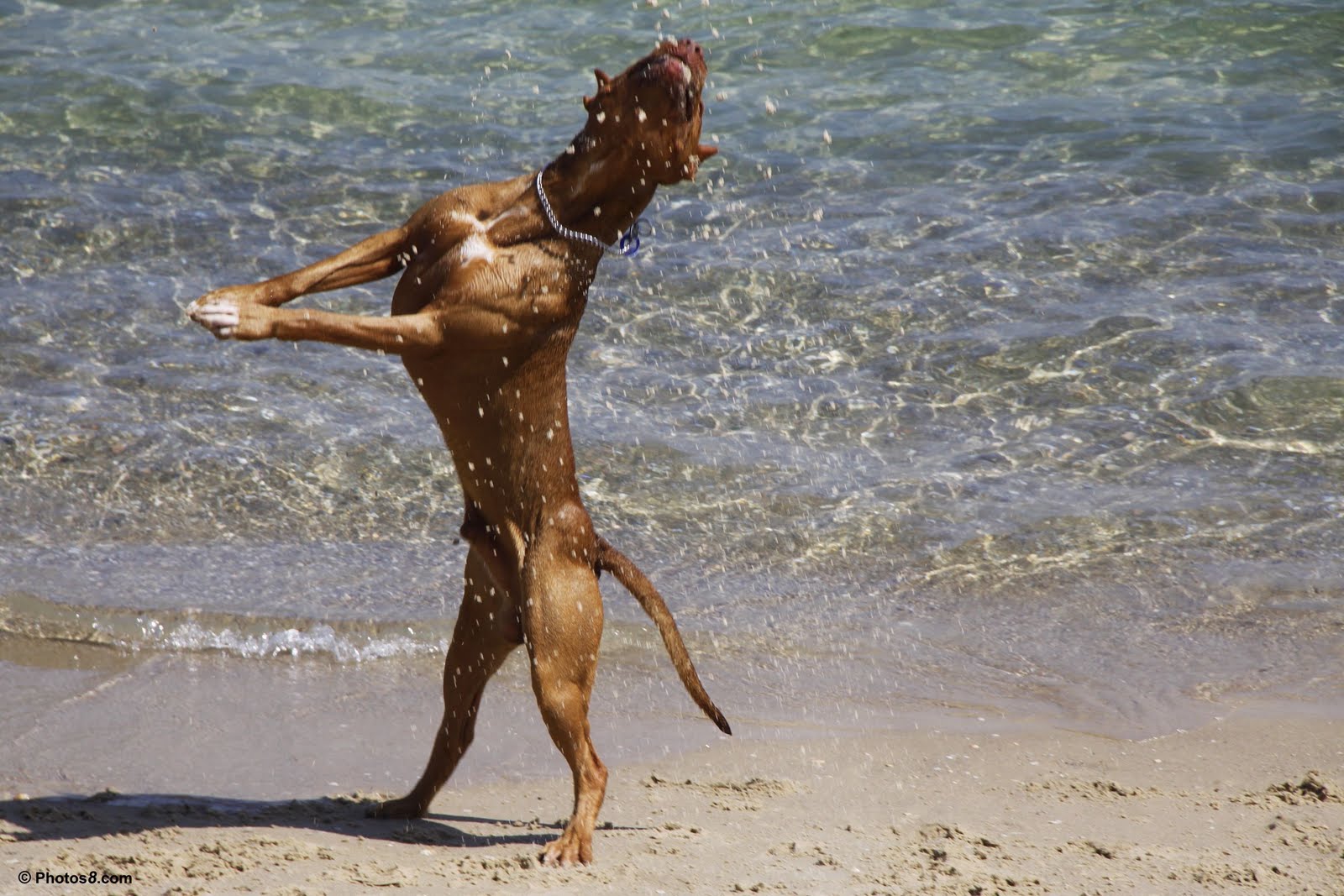 desktop pictures of pitbulls dogs wallpaper